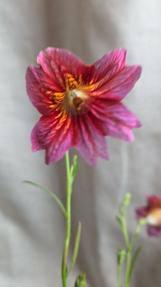 Now we wait until the week before the wedding to select local blooms after years of planning everything months ahead. Demanding absolute predictability is safe, but it loses the fleeting magic of the season. An incredible room does not require you to memorize flower names, letting go of the rigid Pinterest board is the only requirement. When you trust us to design with what is fresh right now, your wedding weekend feels alive.