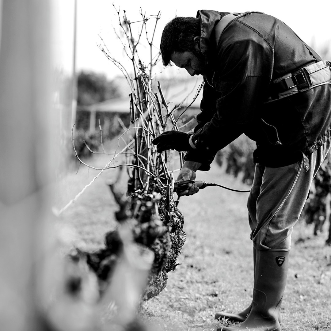 La taille de la vigne, un travail essentiel pour préparer la prochaine récolte de nos grappes dorées.
#chateaucaillou #Barsac #Sauternes #wine #grapes #sweetwine #desertwine #liquoreux #vignoble #vineyard #vignobledeBordeaux #vindebordeaux #bordeauxwines #winelover #grandcruclasse #grandcruclasse1855 #enfamille #vigneronsindependants #jointhebdxcrew
📷 Thomas Poyau