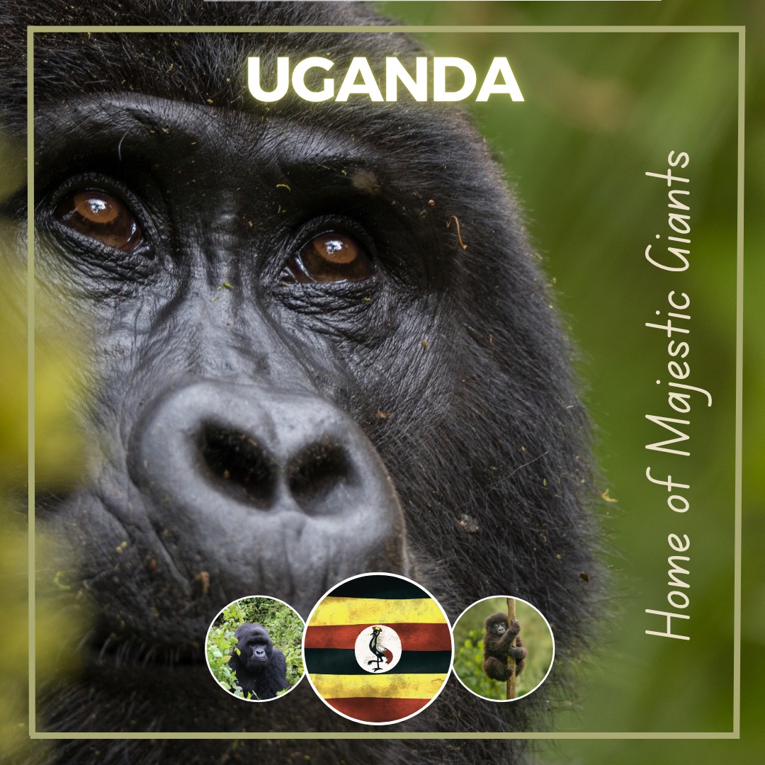 Contact Us 5 Uganda offers some of Africa’s most powerful wildlife encounters. Trek through ancient rainforest, come face to face with mountain gorillas, and experience a side of Africa few travellers ever get to see. Whether you prefer a fully tailor-made journey or one of our small group tours, we’ll help you discover Uganda in a way that feels personal, immersive and unforgettable. https://africanstartours.com/uganda-tours/ #Uganda #VisitUganda #AfricanSafaris #GorillaTrekking #EastAfrica #LuxuryTravel #AdventureTravel #SmallGroupTours #TailorMadeTravel #AfricanStarTours