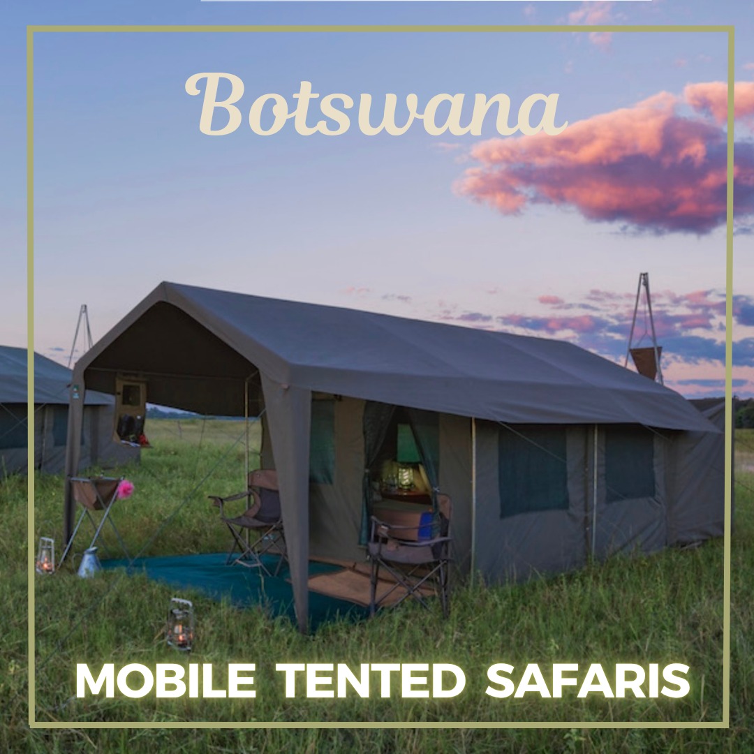 Contact Us 3 Experience Botswana the way it was meant to be explored - wild, remote and unforgettable. Our mobile tented safaris take you deep into the Okavango Delta, Moremi, Savuti and Chobe for an authentic safari under the stars. Choose from 6-day, 9-day or 11-day journeys and immerse yourself in some of Africa’s greatest wildlife destinations with our small group safaris. #Botswana #BotswanaSafari #MobileSafari #AfricanSafaris #OkavangoDelta #Moremi #Chobe #AdventureTravel #SmallGroupTours #AfricanStarTours