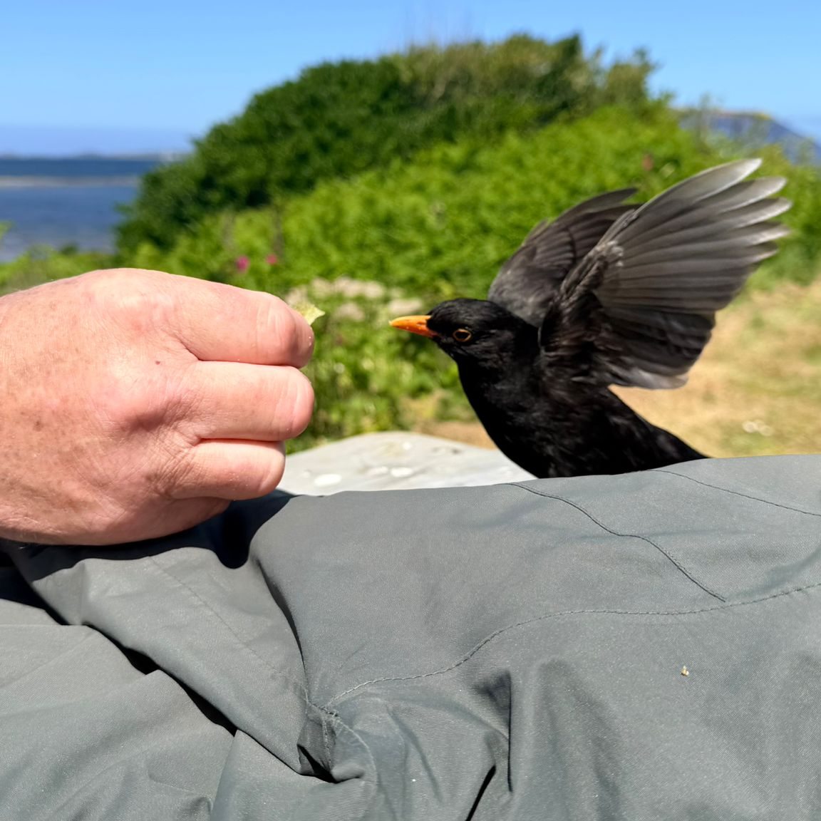 There’s something very special about the Isles of Scilly — no rush, no noise, just sea air, stunning beaches and time to breathe.
Claire’s new blog shares exactly why she loves it there so much, from island walks and birdwatching to favourite hotels and brilliant places to eat.
If you’re dreaming of somewhere a bit different, a bit quieter and completely beautiful, this one’s for you.
Link to News Hub in bio
#IslesOfScilly #TravelDreaming #UKHoliday #EscapeTheEveryday #birdwatching