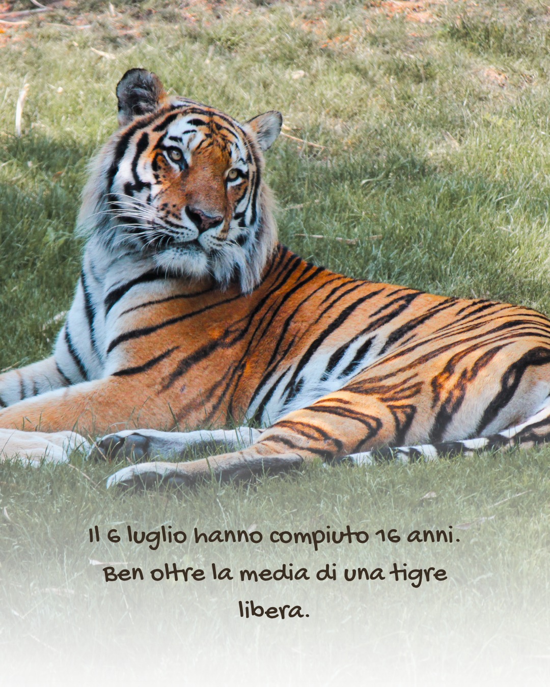 Non c'era giorno migliore di oggi per ricordare quanto sia importante la conservazione e la tutela degli animali a rischio.
Non pensavo che dieci anni dopo sarei tornata a fotografare le stesse identiche tigri. E invece eccole qui, più adulte di allora ma sempre loro.Grazie a @zoomtorinoLe hai già viste dal vivo? Dimmi dove e quando nei commenti.
_
#iltemadilara #travelcontentcreator #conservazione #tigri #zoomtorino