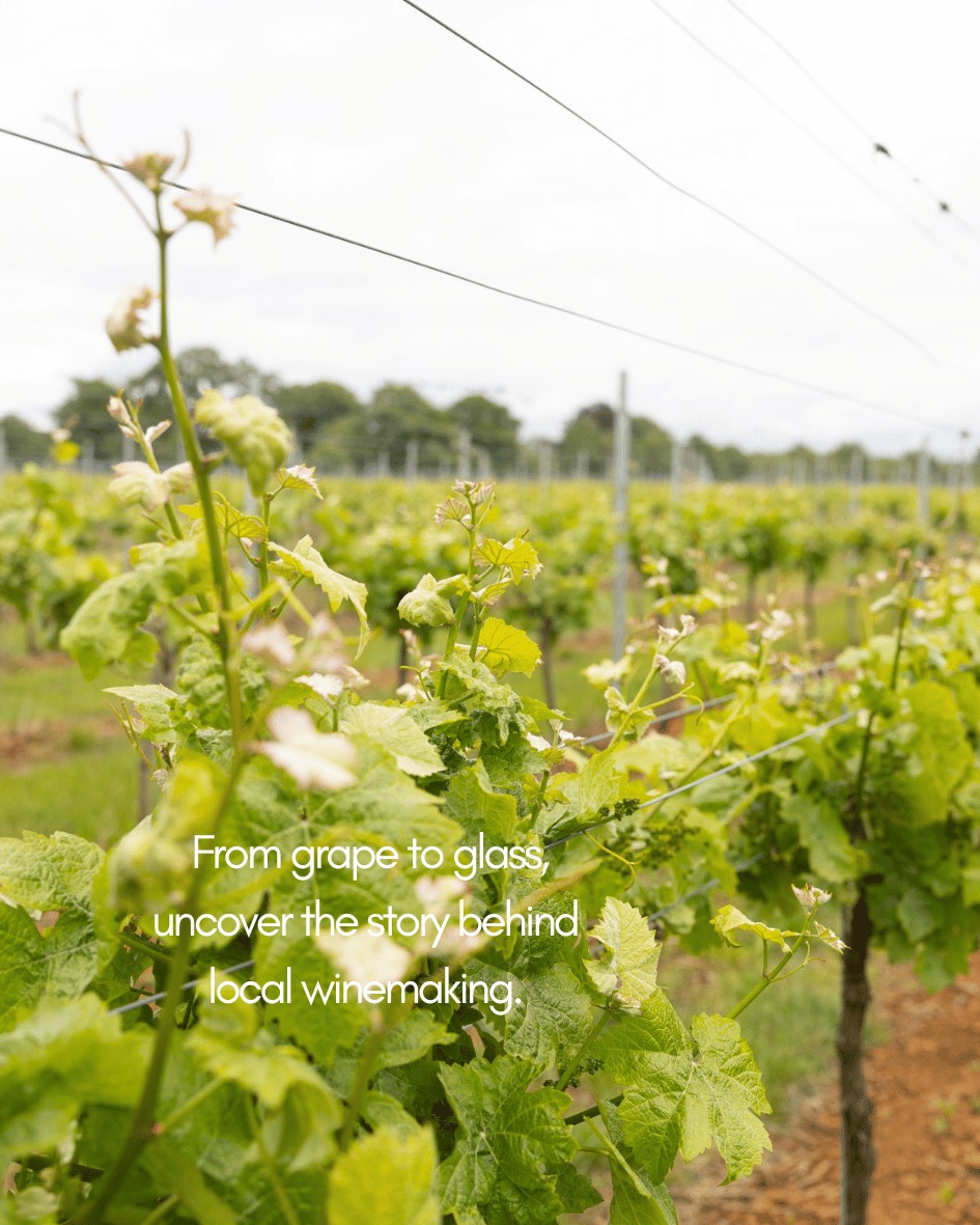 🍇Discover one of the Vale of Belvoir's hidden gems.
Join Alasdair Lawson-Dick, Wine Specialist & Tour Guide, for a guided vineyard experience through the Belvoir Estate. Over approximately 2 hours, you'll stroll amongst the vines, enjoy stunning countryside views, and uncover the story behind locally produced English wine.
🍷 Vineyard Tours available on 15 & 29 August
📸 credit: Sam Churchill & Belvoir Castle
#DiscoverMelton #VisitLeicester #WineTour #BelvoirEstate #LeicestershireDaysOut