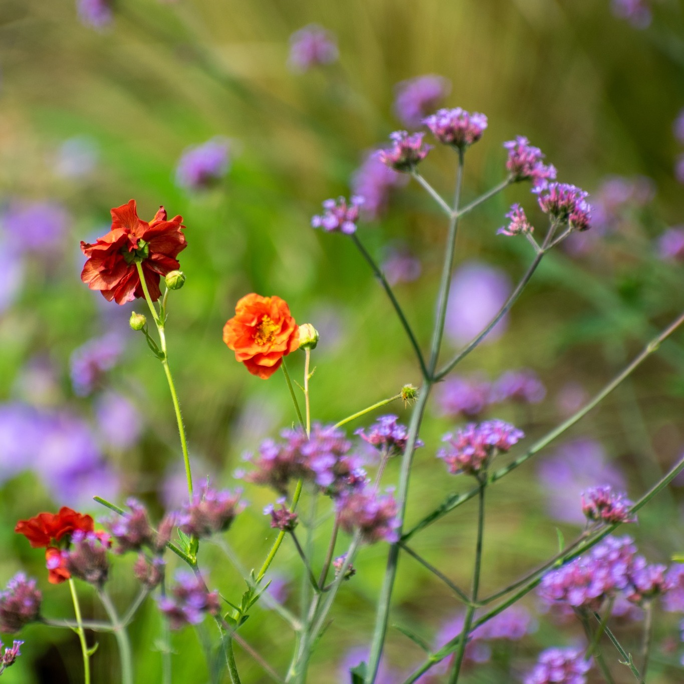 Orange and purple , peach and lilac. It's one of our favourite colour combinations., especially at this time of year when the warmth of late summer seeps in. If you would like one of our designers to update your beds and borders give us a call on 0118 934 1757 or email info@thebigplantnursery.com
#gardendesign #softlandscaping #plants #gardens #gardentransformation