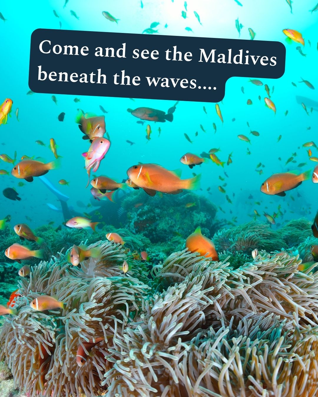 There’s a whole other side to the Maldives waiting beneath the water.
Just beyond the beach, you could find turtles feeding around the reef, rays gliding through the lagoon, small reef sharks passing below and shoals of colourful fish moving between the coral.
Seeing it in person is incredibly special, but it also comes with a responsibility to experience it thoughtfully. That means keeping a respectful distance from wildlife, never standing on or touching coral, and choosing guided trips and resorts that genuinely care for the marine environment around them.
Many Maldivian resorts now support work such as coral restoration, reef monitoring, marine education and turtle-identification projects. At selected islands, resident marine biologists lead guided snorkels and reef talks, helping guests understand what they’re seeing and why protecting it matters.
Marine life is wild, so sightings can never be guaranteed. But that’s part of the beauty of it. You’re entering their world, quietly and respectfully, and seeing what nature chooses to share with you.
Come for the beaches, but make time to discover what lies beneath them too.
Explore our Maldives guide: https://www.luxurydreamholidays.co.uk/destination/maldives
#Maldives #MarineLife #ResponsibleTravel #MaldivesHolidays