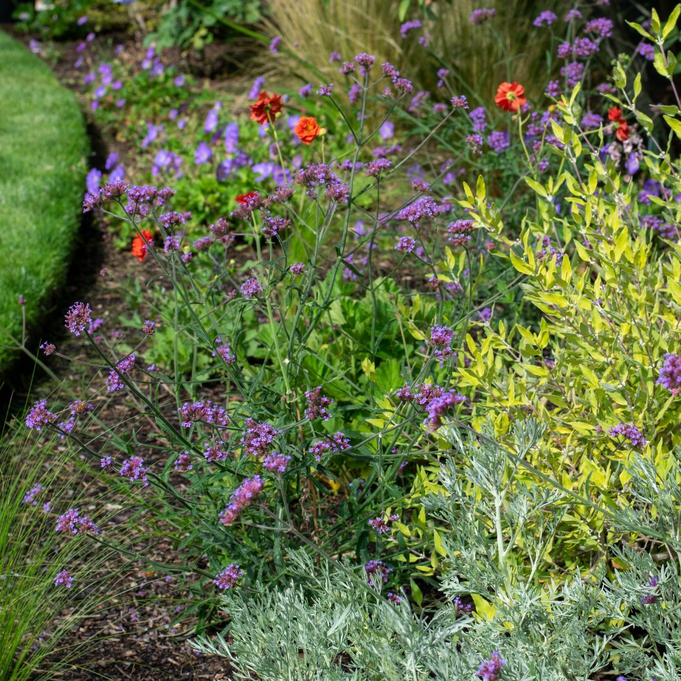 Orange and purple , peach and lilac. It's one of our favourite colour combinations., especially at this time of year when the warmth of late summer seeps in. If you would like one of our designers to update your beds and borders give us a call on 0118 934 1757 or email info@thebigplantnursery.com
#gardendesign #softlandscaping #plants #gardens #gardentransformation