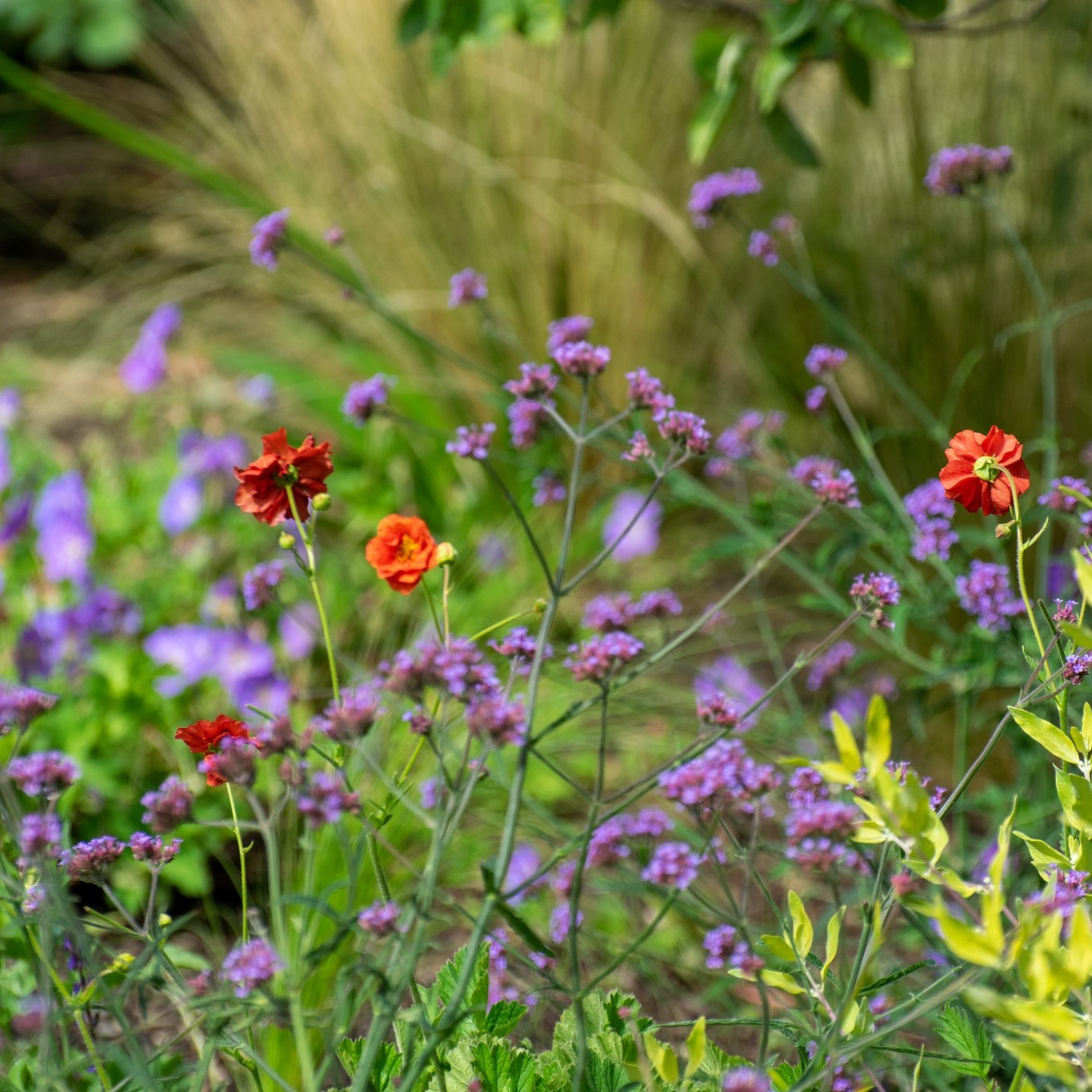 Orange and purple , peach and lilac. It's one of our favourite colour combinations., especially at this time of year when the warmth of late summer seeps in. If you would like one of our designers to update your beds and borders give us a call on 0118 934 1757 or email info@thebigplantnursery.com
#gardendesign #softlandscaping #plants #gardens #gardentransformation