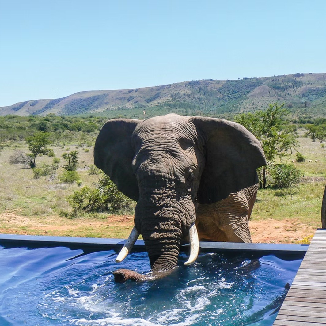 Anita still remembers her very first booking: a safari to Kenya.
Quite a way to begin a career in travel.
Since then, she’s spent more than 35 years helping people see the world, managing high-street branches, moving into homeworking and eventually joining us here at Luxury Dream Holidays.
Along the way she’s travelled far and wide herself. Australia has a particularly special place in her heart, while the Indian Ocean, Caribbean, Thailand and Cyprus are firm favourites too.
That experience means Anita can talk about a destination with genuine knowledge, but she’ll never assume her favourite is automatically yours. Her approach is much simpler: have a chat, ask the right questions and find the holiday that suits you.
And after all these years, she still loves the excitement of turning someone’s holiday idea into the trip of a lifetime.
You can read more about Anita’s story and travels on our website, link in our bio.
@anita_luxurydreamholidays
#LuxuryDreamHolidays #MeetTheTeam #TravelSpecialist #TailorMadeTravel