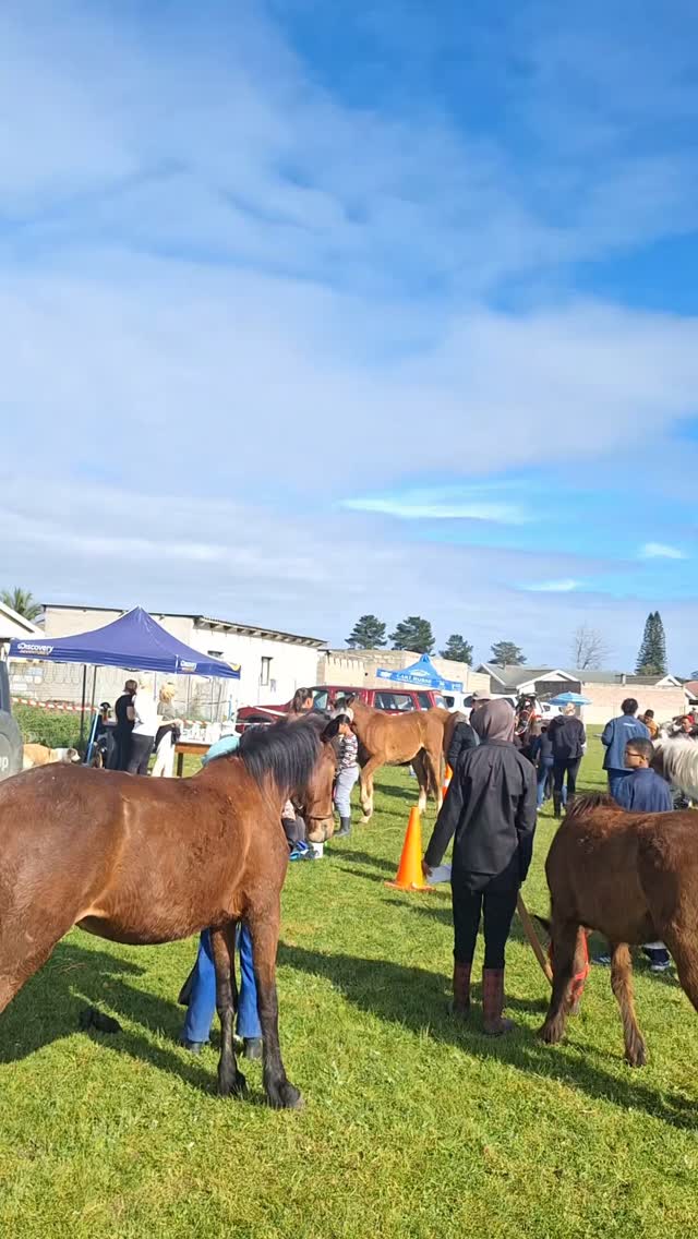 💙 UNITED, WE ARE STRONGER 💙
On Saturday, 8 August, the Tom Ro Haven was honoured to be part of an incredible outreach programme in Mamre, organised by the Cart Horse team, alongside some truly amazing organisations, including Glen Graze and law enforcement.
When organisations come together, we are stronger. Together, we can reach more animals, help more owners and make a greater impact. 🐴💙
Throughout the day, we met so many horses and their owners and were able to provide much-needed help, including microchipping, deworming, wound care, tack assistance, medical treatment and education.
But this day also reminded us just how much work is still needed in these communities.
There is an enormous need — and we cannot do this alone. 🙏
We need the public to stand with us and get involved. There are so many ways you can help:
🐴 Donate towards veterinary and medical care
🐴 Donate feed
🐴 Donate second-hand tack
🐴 Help with dental work
🐴 Sponsor veterinary treatment
🐴 Support deworming and preventative care
🐴 Donate towards microchipping
🐴 Volunteer your time
🐴 Share our work and help us reach more people
There is so much need, and we cannot simply look away.
Every organisation involved worked tirelessly from the very beginning until the very end — without breaks, giving everything they could to help these animals and their owners.
And our work is far from finished.
We will be back. ❤️🐴
We would like to extend our biggest and most heartfelt THANK YOU to every organisation that stood together on the day, to every person who gave their time and skills, and especially to all the horse owners who took the time to come, listen, learn and take steps towards giving their horses a better life.
Your willingness to learn and ask for help matters. Together, we can make a difference.
The Tom Ro Haven was also honoured to assist a little dog who was not doing well, with the help of Glen Graze. Because every animal matters. 🐶💙
This is what community looks like.
This is what compassion looks like.
This is what happens when we stand together.
💙 STAND WITH US.
If you would like to help, donate or volunteer let