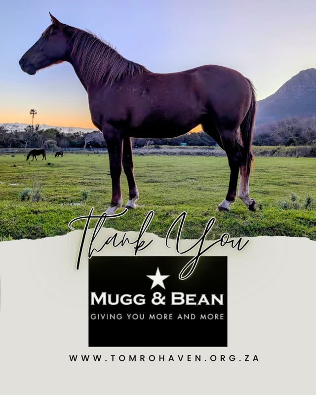 ☕ Mugg & Bean Cavendish
A big Tom Ro thank you to Mugg & Bean Cavendish! 🤎
Our friends at Mugg & Bean Cavendish very generously donated two R250 vouchers to our Café Roux raffle.
Whether it’s catching up over coffee, treating yourself to breakfast or settling in for one of those famously generous slices of cake, Mugg & Bean has long been about bringing people together around the table.
Thank you for helping us turn Friday night into support for the horses and children who call Tom Ro Haven home. 🐴❤️
Please show them some love and give them a follow: @mugg_and_bean
#TomRoHaven #ThankYou #MuggAndBean #CommunitySupportingCommunity #Noordhoek