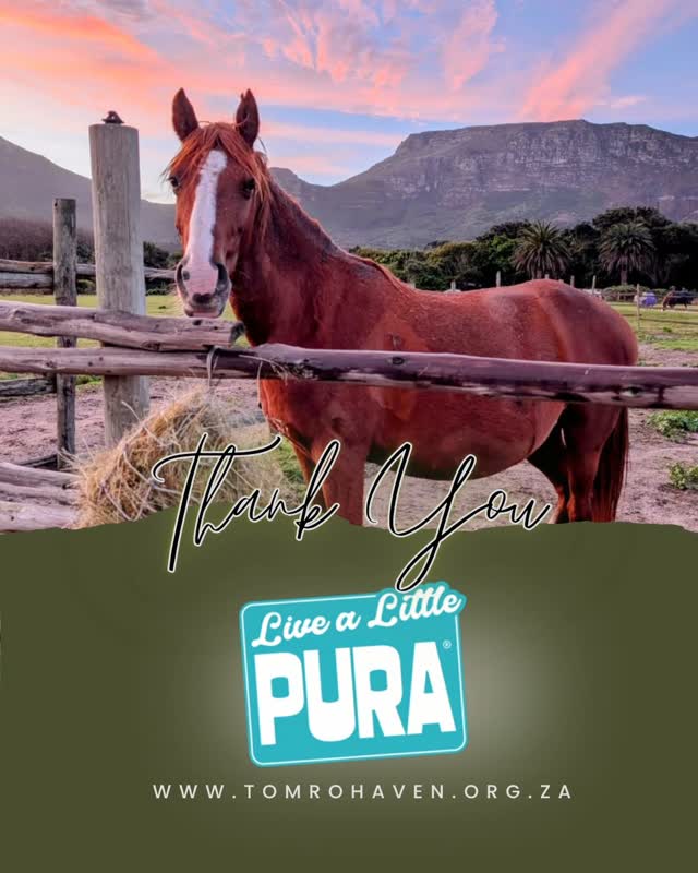 🥤 PURA
A huge thank you to PURA for adding a little refreshment to our raffle! 💙
PURA generously donated two mixed cases of PURA Soda for Friday night's raffle at Café Roux.
PURA is a proudly South African-born beverage brand that believes you don't need loads of sugar to make life taste good – a philosophy summed up rather perfectly by their motto, Live a Little PURA.
We're incredibly grateful to have businesses supporting Tom Ro and helping us continue the work we do with our horses and our community.
Go and say hello at @livealittlepura.
#TomRoHaven #LiveALittlePURA #PURASoda #ThankYou #CommunitySupportingCommunity