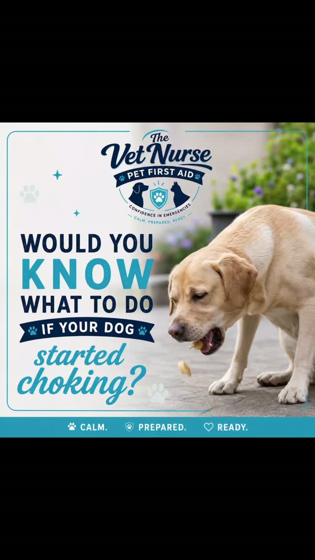 🐾 Would you know what to do if your dog started choking?
It’s something none of us want to think about… but knowing what to do in those first few moments could make all the difference. ❤️🩹
As a Registered Veterinary Nurse, I created The Vet Nurse Pet First Aid to give pet owners the practical knowledge and confidence to know what to do in an emergency — before they can get to the vets.
In this video, I’m answering some of your questions about pet first aid and what my courses are actually like! 🐶🐱
My courses are:
✨ Practical and hands-on
✨ Taught by a Veterinary Nurse
✨ Designed for everyday pet owners
✨ Focused on giving you confidence in an emergency
✨ Suitable for anyone who wants to be better prepared for their pet
Because we all hope we’ll never need pet first aid… but wouldn’t you rather know what to do just in case?
🐾 Stay calm. Be prepared. Be ready.
Follow The Vet Nurse Pet First Aid for more pet first aid tips, advice and upcoming course dates!
#PetFirstAid #DogFirstAid #CatFirstAid #PetOwners #VeterinaryNurse