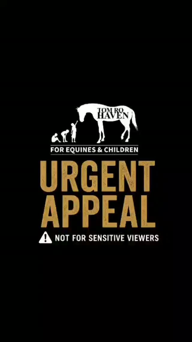 WE NEED YOU. WE NEED SUPPORT. AND WE NEED IT NOW.
There is no tomorrow for those desperately waiting for help.
The calls keep coming. More horses needing food, veterinary care, tack and intervention. More people asking us to help.
We cannot do this alone.
We need funds. We need support. We need it now.
Your donation helps us feed the horses in our care, provide treatment, respond to emergencies and say YES when another horse needs us.
DONATE TODAY
https://pos.snapscan.io/qr/GfOh3bUL
OR PAY A VET DIRECTLY
If you would prefer to contribute or settle a veterinary account directly, you can make payment to one of the accounts below. For all direct veterinary payments, PLEASE USE REFERENCE: TOM RO HAVEN and send proof of payment to info@tomrohaven.org.za.
DONNELLAN EQUINE VET
Outstanding: R 22,829.06
Nedbank
Account: 1314948997
Branch Code: 198765
VETX
Outstanding: R 27,628.04
Standard Bank
Account: 072123788
Branch Code: 036009
BAKER & McVEIGH EQUINE HOSPITAL CAPE (Pty) Ltd
Outstanding: R 51,032.82
Standard Bank
Account: 081686196
Branch Code: 045726
BLUE CROSS SERVICES CC
Outstanding: R 7,686.85
Absa
Account: 2870164834
Branch Code: 421109
Please don't wait. We don't have that luxury.
Your donation helps us keep going.
Your contribution helps us answer the next call.
Your support brings us one step closer to being able to help the next horse.
MAKE A CHANGE. TODAY.