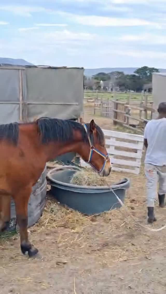 WE NEED YOUR HELP NOW!
Our funds are dangerously low.
Our vet and feed bills are piling up.
And the horses still need us.
THERE IS NO PAUSE BUTTON ON ANIMAL WELFARE.
The horses still need feed, veterinary care, farrier care, rehabilitation and daily sanctuary care - whether we have the funds or not.
Right now, our outstanding veterinary bills total: R109,167.00
Our roughage bill alone is almost R40,000 every month.
Then there are supplements, medication, farrier care, physiotherapy, grooms, transport, maintenance, and all the other costs that come with caring for vulnerable horses every single day.
This is not a small shortfall.
This is an immediate financial crisis.
And behind these costs are people who continue to give everything they can to keep Tom Ro going. The members who run and sustain the Haven are at the farm from sun-up to sun-down - caring for the horses, responding to emergencies, making difficult decisions and carrying the responsibility of keeping the Haven operating.
The people carrying this responsibility work multiple jobs to support themselves while continuing to give their time, energy and resources to Tom Ro.
So, when we ask for funding, we are asking for the horses.
For their feed.
For their veterinary care.
For their rehabilitation.
For their daily welfare.
WE ARE ASKING YOU TO GIVE AS GENEROUSLY AS YOU CAN.
If you have the means to make a meaningful contribution, donate now.
If you can help settle one of the veterinary accounts, please do.
If you can commit to ongoing monthly support, please stand with us. Signing up for a monthly sponsorship is as simple as a PayFast email link.
This is a serious financial crisis, and we need our community to respond with the same urgency.
DONATE NOW - https://pos.snapscan.io/qr/GfOh3bUL
Veterinary payment details are pinned in the first comment.
The horses cannot wait.
#TomRoHaven #WeNeedYourHelp #DonateToday #EquineWelfare #HorseRescue AnimalWelfare HelpTheHorses HorseWelfare SupportTomRo