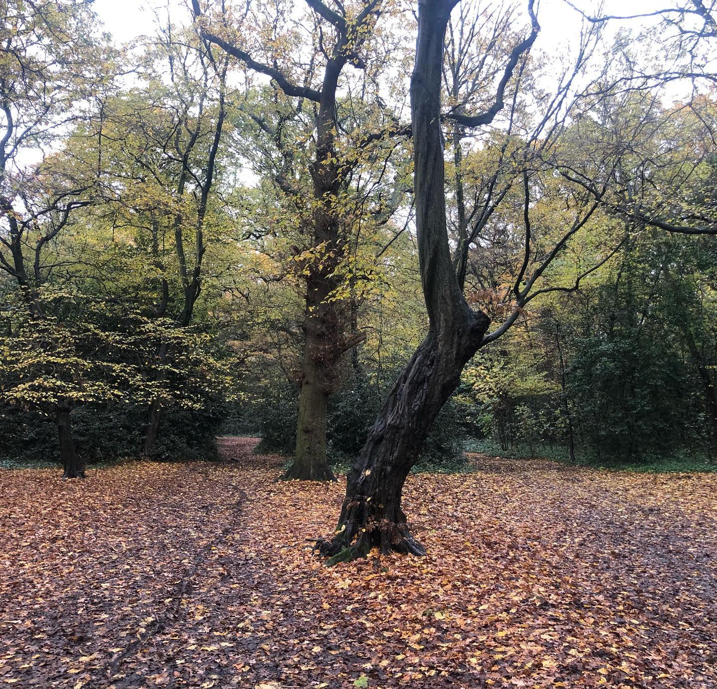 The beauty of nature 🍁
Although it can’t make our challenges and problems go away, it can help give us some additional strength to face up to them. 🍂 #lovenature #naturopathicnutrition #lifestylematters #mentalhealthmatters