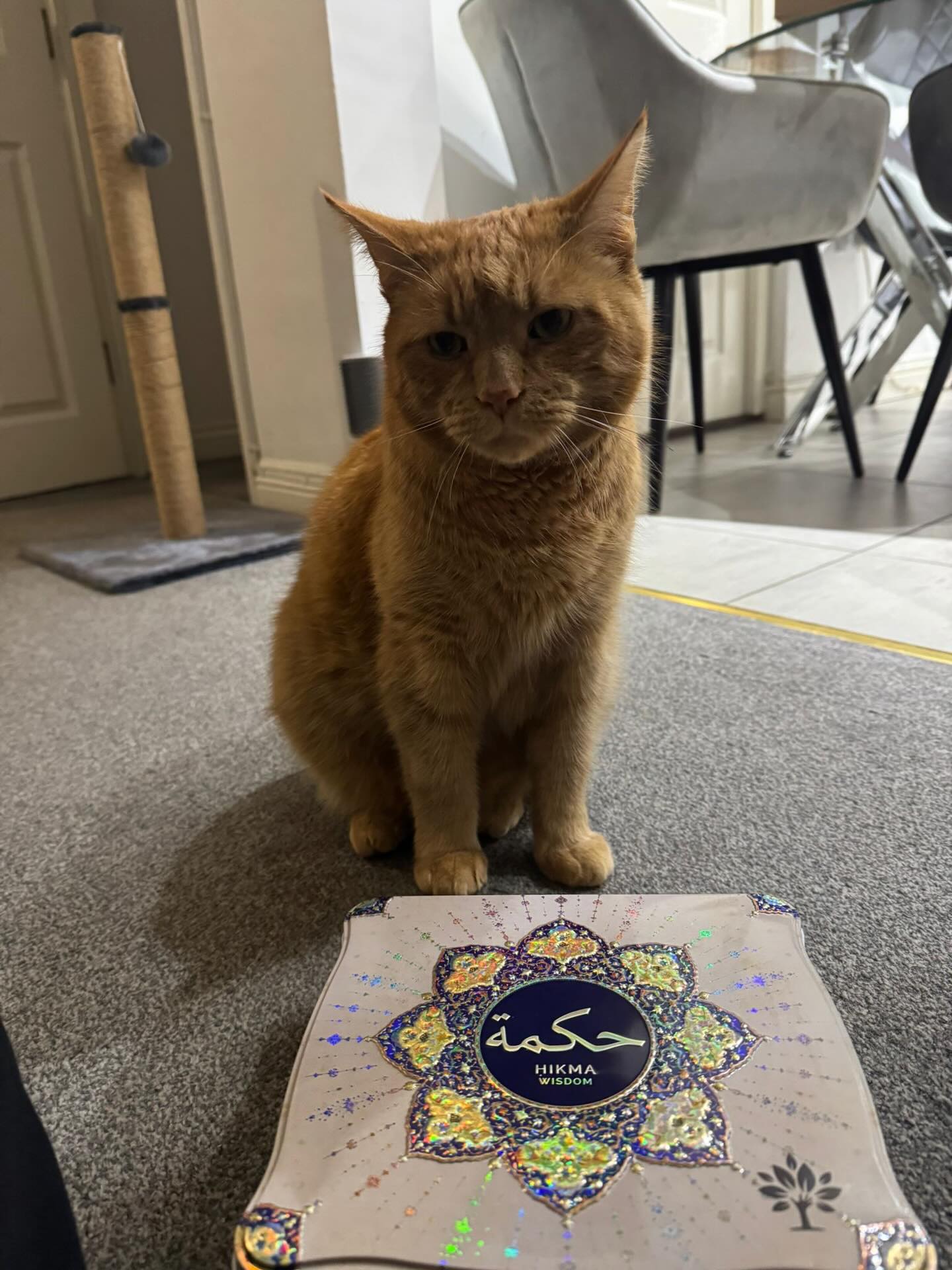 Did somebody order a cat with their tins?
Maybe they wanted The Purrrrfect Gift for Ramadan?
📸 Thanks for the pics being sent in to us, please send more and we will share
#thedateproject #ramadan #medjool