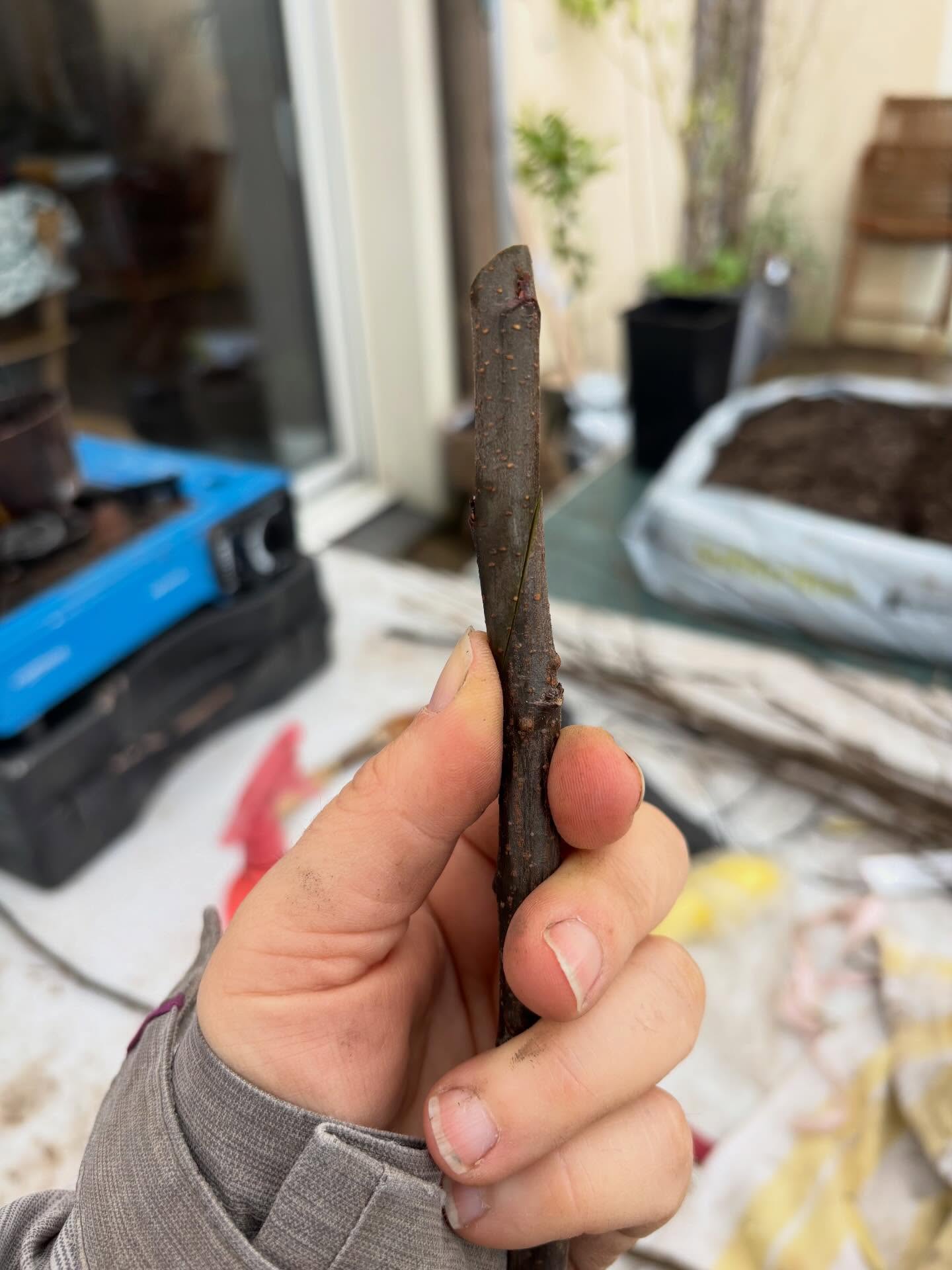 ❄️ Qui dit fin d’hiver, dit greffage et plantation ! Voici quelques photos de la vie à la pépinière ces dernières semaines : préparation du sol, greffage, plantation. Un des avantages des sols sableux, c’est que ça draine vite ! 😅
Pour ceux que la couleur du sol surprend : le sol du Médoc (des pins) et des Landes ressemble à ça. Minimum 80% de sable et un taux de matières organiques très élevé - d’où la couleur noire - généralement bloquée par l’acidité du sol.
#jardinforet #foretcomestible #agroecologie #permaculture #autonomiealimentaire