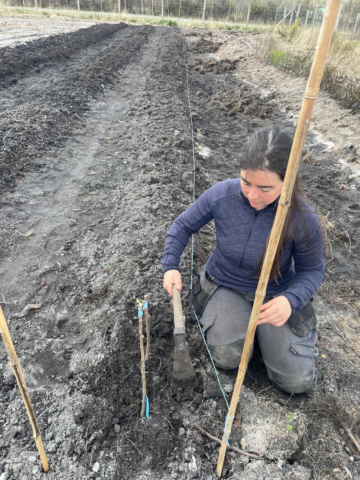 ❄️ Qui dit fin d’hiver, dit greffage et plantation ! Voici quelques photos de la vie à la pépinière ces dernières semaines : préparation du sol, greffage, plantation. Un des avantages des sols sableux, c’est que ça draine vite ! 😅
Pour ceux que la couleur du sol surprend : le sol du Médoc (des pins) et des Landes ressemble à ça. Minimum 80% de sable et un taux de matières organiques très élevé - d’où la couleur noire - généralement bloquée par l’acidité du sol.
#jardinforet #foretcomestible #agroecologie #permaculture #autonomiealimentaire