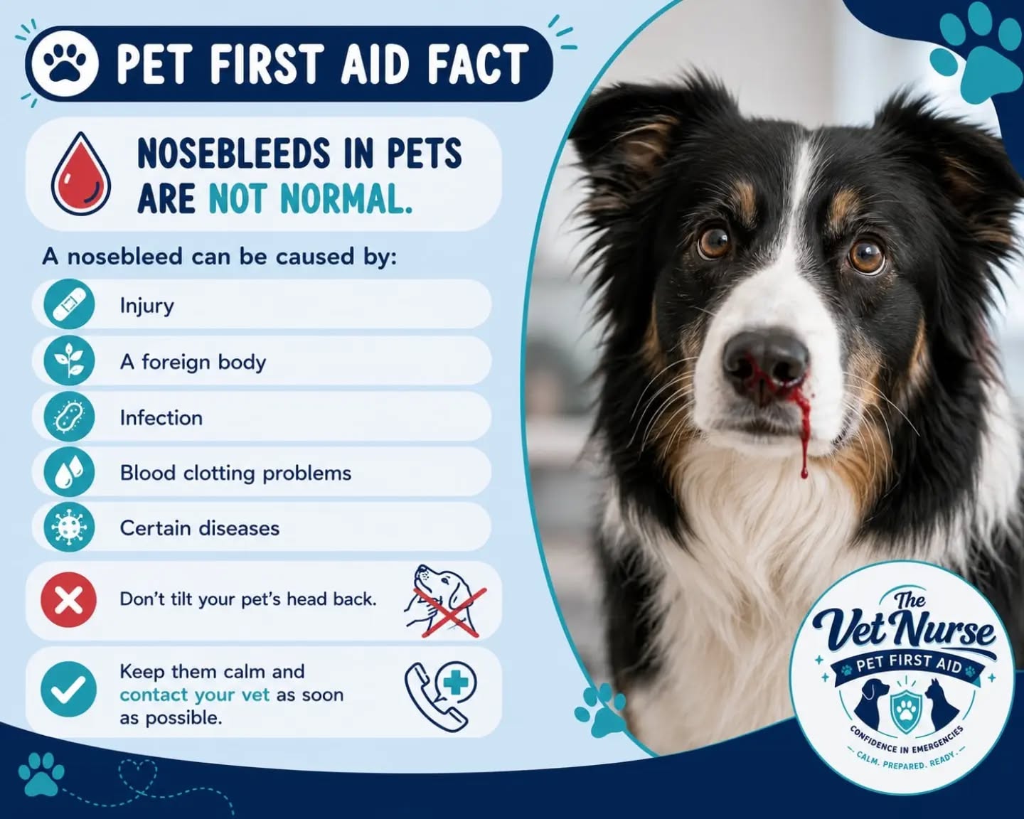 🐾 Pet First Aid Fact: Nosebleeds in Pets Are NOT Normal 🩸
Have you ever noticed blood coming from your pet's nose?
While it may seem like a minor issue, nosebleeds (epistaxis) are never considered normal and should always be taken seriously.
A nosebleed can be caused by:
🩹 Injury or trauma
🌿 A foreign body (such as a grass seed)
🦠 Infection
🩸 Blood clotting disorders
⚠️ Certain underlying diseases
❌ Don't tilt your pet's head back. This can cause blood to run into the throat, increasing the risk of choking or aspiration.
✅ Keep your pet as calm and quiet as possible and contact your veterinary practice immediately for advice. Your vet may recommend an examination to identify the underlying cause.
Remember, a nosebleed is a symptom, not a diagnosis. The sooner the cause is identified, the better the outcome for your pet.
💙 Save this post so you'll know what to do if it ever happens, and share it to help other pet owners recognise when it's time to seek veterinary care.
#petfirstaid #thevetnursepetfirstaid #PetSafety #doghealth #cathealth