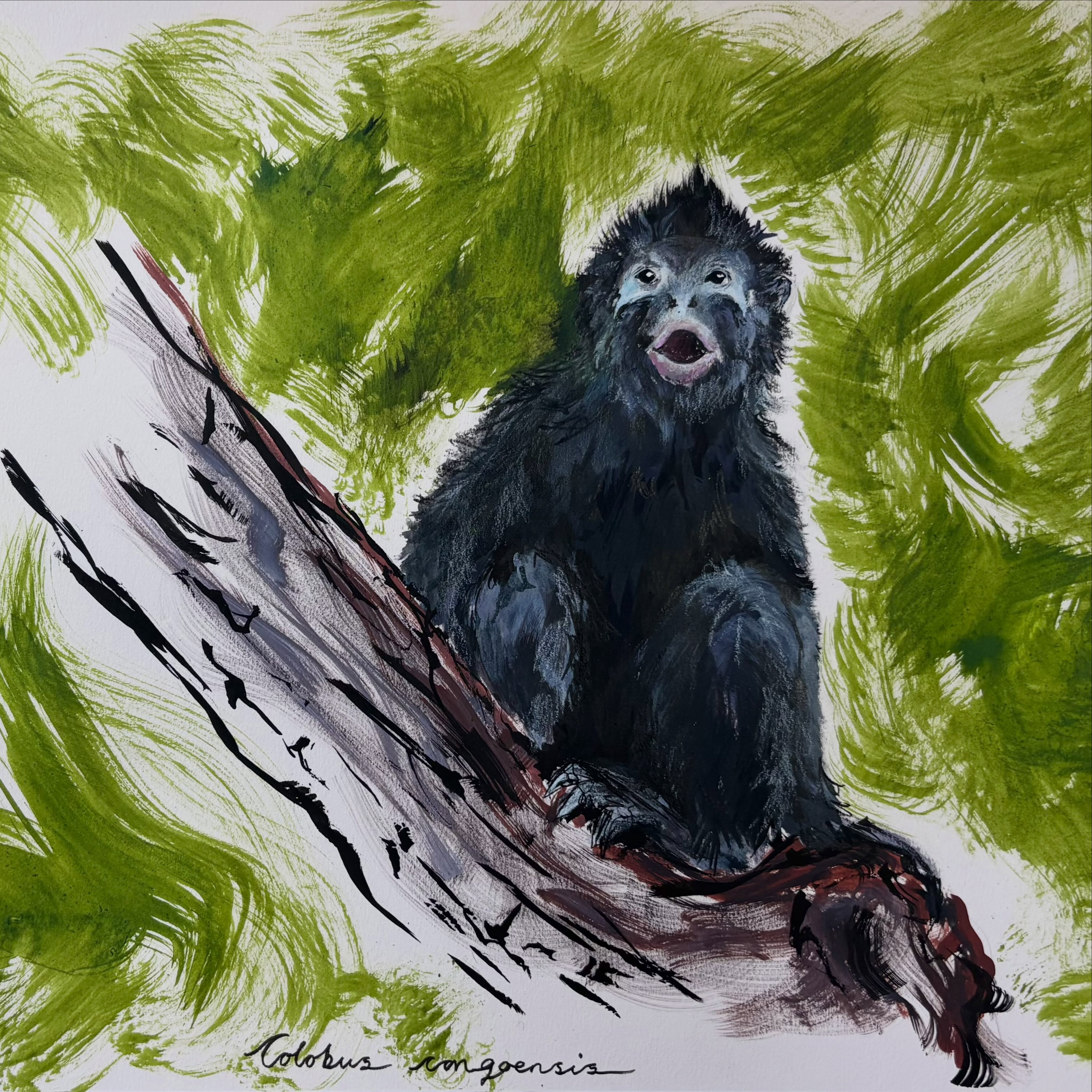 Colobus congoensis
It’s *incredibly* rare for new species of mammals to be discovered these days, especially large mammals - so for this African monkey to be discovered in the DRC is really exciting ✨
Locally known as Likweli, these monkeys don’t have thumbs, have a distinctive roaring call, and have bright orange/pink lips 💋
Finding a new species - particularly a large mammal - really brings home how special ecosystems around the world are, and how many more undiscovered species might be hiding there!
Art created fully with @dalerrowney1783 acrylic FW inks & @cansonpaper - to celebrate the recent announcement of me being an ambassador for both 🥰🌱
.
.
.
#monkey #art #ink #wildlife #ad