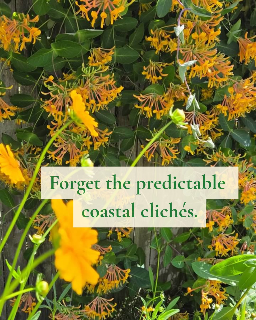 Forget the predictable coastal clichés. Our true design inspiration lives along the historic estates of Route 6A, where rambling cottage gardens explode with untamed texture and perfectly imperfect color stories.