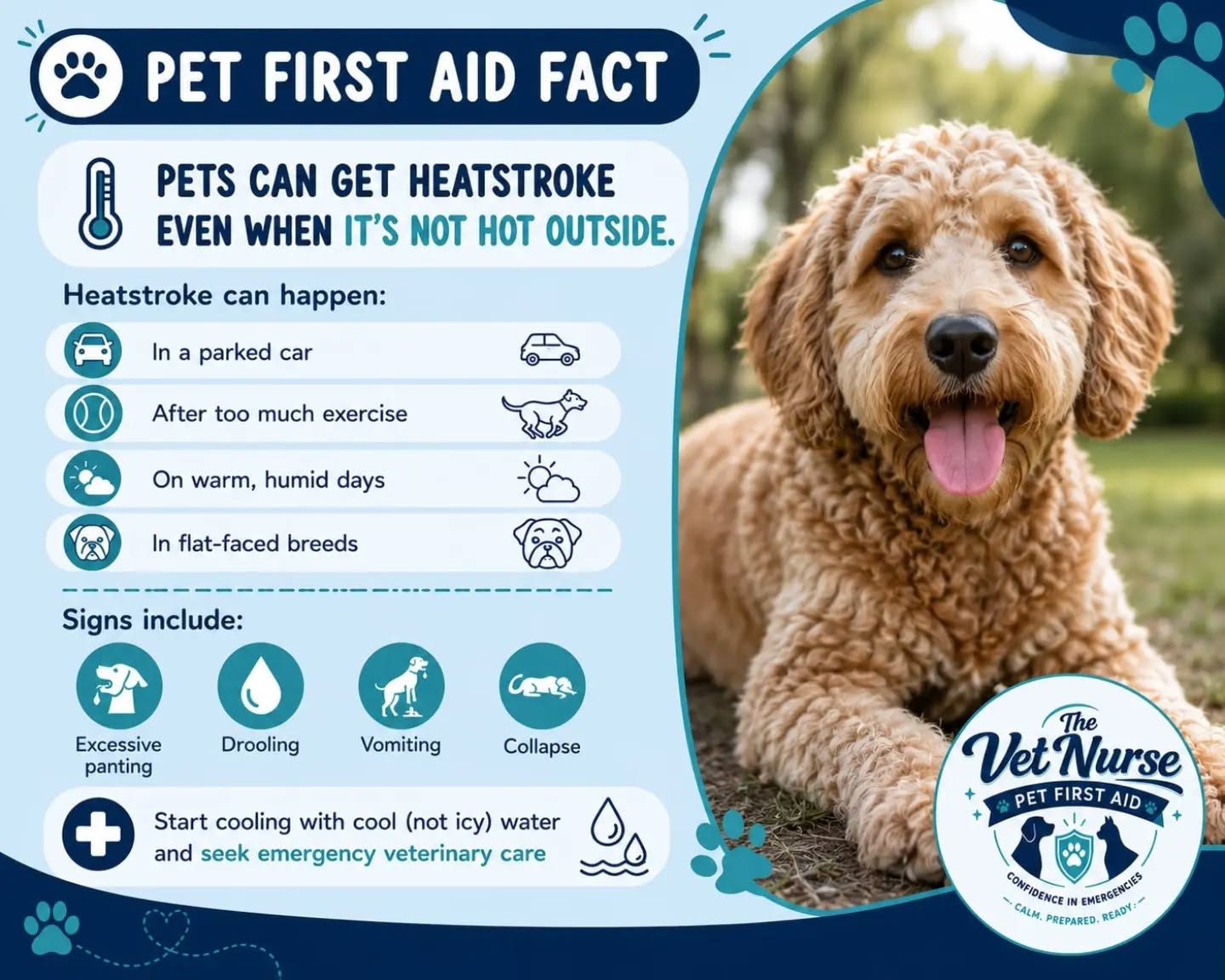🌡️ PET FIRST AID FACT 🌡️
Did you know that pets don't need blazing sunshine to develop heatstroke? 🐶☁️
Heatstroke can occur even on milder days, especially if your pet has been exercising, is in a humid environment, or has been left in a parked car for even a short period.
Flat-faced (brachycephalic) breeds are also at a much higher risk.
🚨 Watch out for these warning signs:
• Excessive panting
• Drooling
• Vomiting
• Weakness or collapse
💧 If you suspect your pet has heatstroke:
✅ Move them to a cool, shaded area.
✅ Start cooling them with cool (not ice-cold) water.
✅ Contact your nearest veterinary practice immediately—heatstroke is a medical emergency.
Early recognition and prompt treatment can make all the difference.
Share this post to help other pet owners recognise the signs and keep their pets safe this summer. 💙🐾
#petfirstaid #dogsafety #HeatstrokeAwareness #pethealth