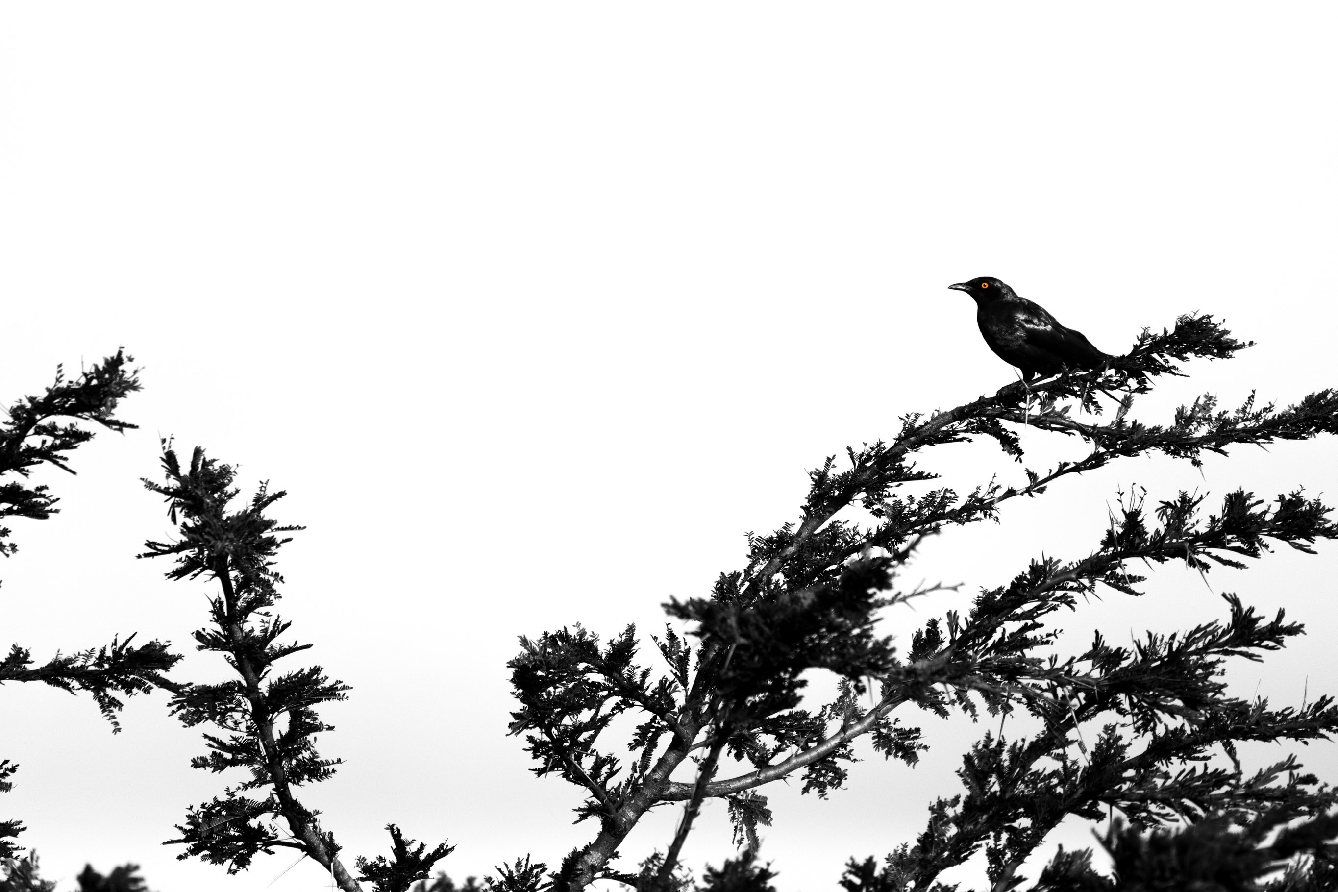 Cape Starling
Been editing photos from some photography & film work I did for @invicta_wf a few years ago, and wanted to do some more creative & artistic edits!!
The cape starling is such a stunning species, with a bright red/orange eye!! I’ve been wanting to play with this concept of black-and-white with one pop of colour for ages, and this felt like the perfect first subject for this!!
.
Shot on @lumix S5
Edited on @adobeuk photoshop
.
.
.
#photography #starling #africa #bird #art