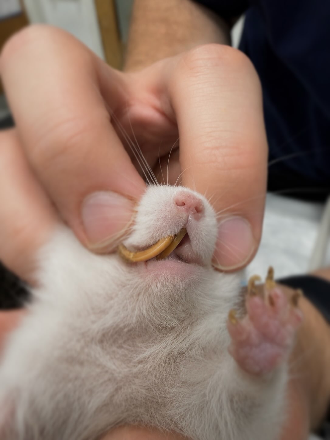 🐹🦷Our little hamster came in for a dental check and needed his upper front teeth trimmed!
Hamsters’ front teeth grow continuously throughout their lives, so dental care is an important part of keeping them healthy and comfortable.
Tips for healthy hamster teeth:
• Provide safe things to chew: untreated wooden toys, apple or pear tree branches, cardboard tubes and boxes.
• Offer a balanced, species-appropriate diet.
• Check their teeth regularly for overgrowth or unevenness.
• Watch for warning signs such as difficulty eating, drooling or weight loss.
• Never trim teeth at home — if they become overgrown, a vet should check them and trim them safely.
Dental trimming is usually a quick procedure and, depending on the hamster and the situation, may not require sedation. 🐹 #hamster #hamsterteeth #petlovers #dentalcare #veterinary