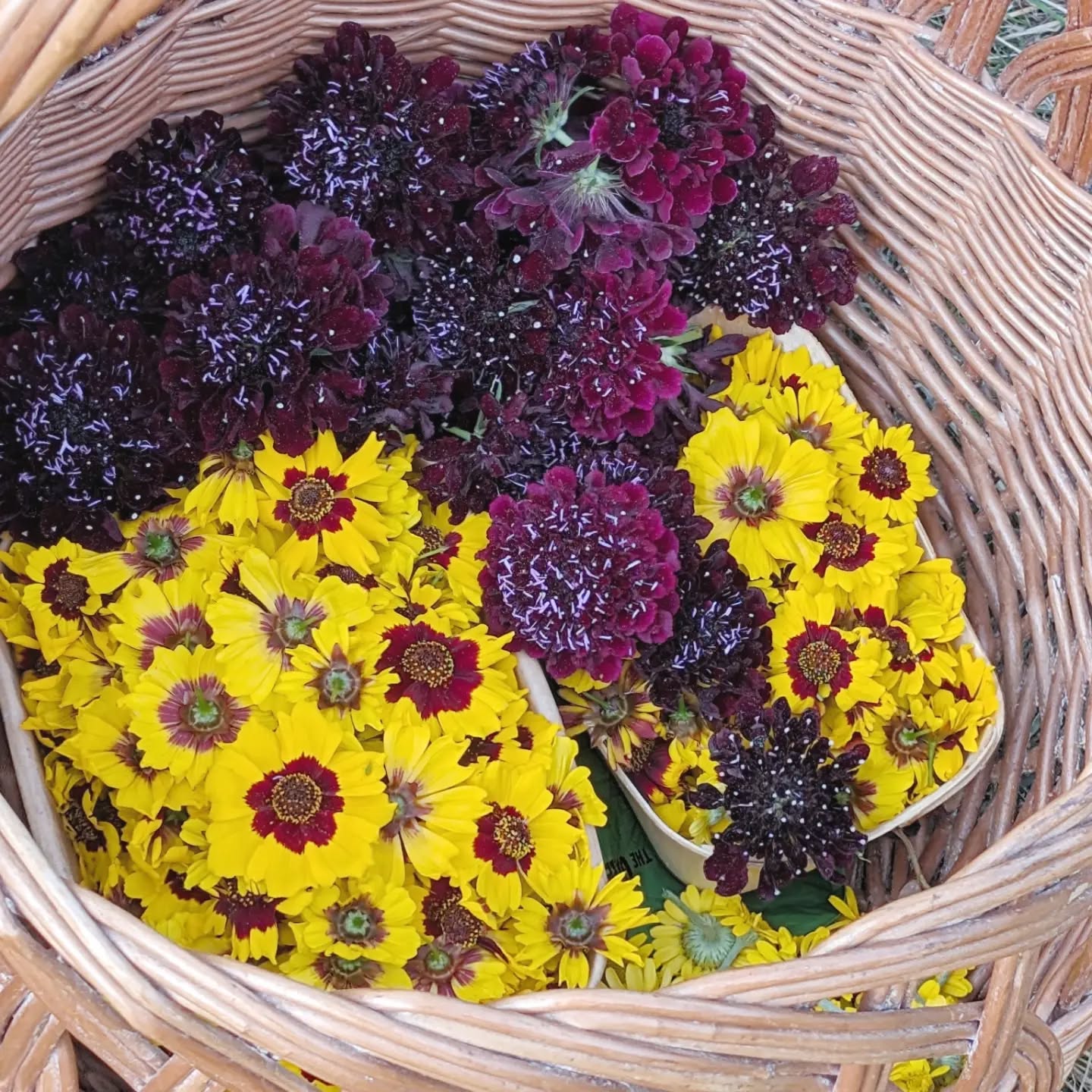 There's just an insane amount of flowers growing at the moment. Coreopsis and Scabious create such a fantastic range of colours; deep oranges, blues and purples. And of course they provide food for our little friends. I am looking forward to using these to dye fleece for needle felting with @carysanne_art and @jtemplemorris at the end of October. And drying them for future workshops, I wonder what people might be keen to learn to make with them, paint, ink, dye? I will start thinking about workshops for later in the year soon, let me know what there might be enthusiasm for and I will see what I can do!