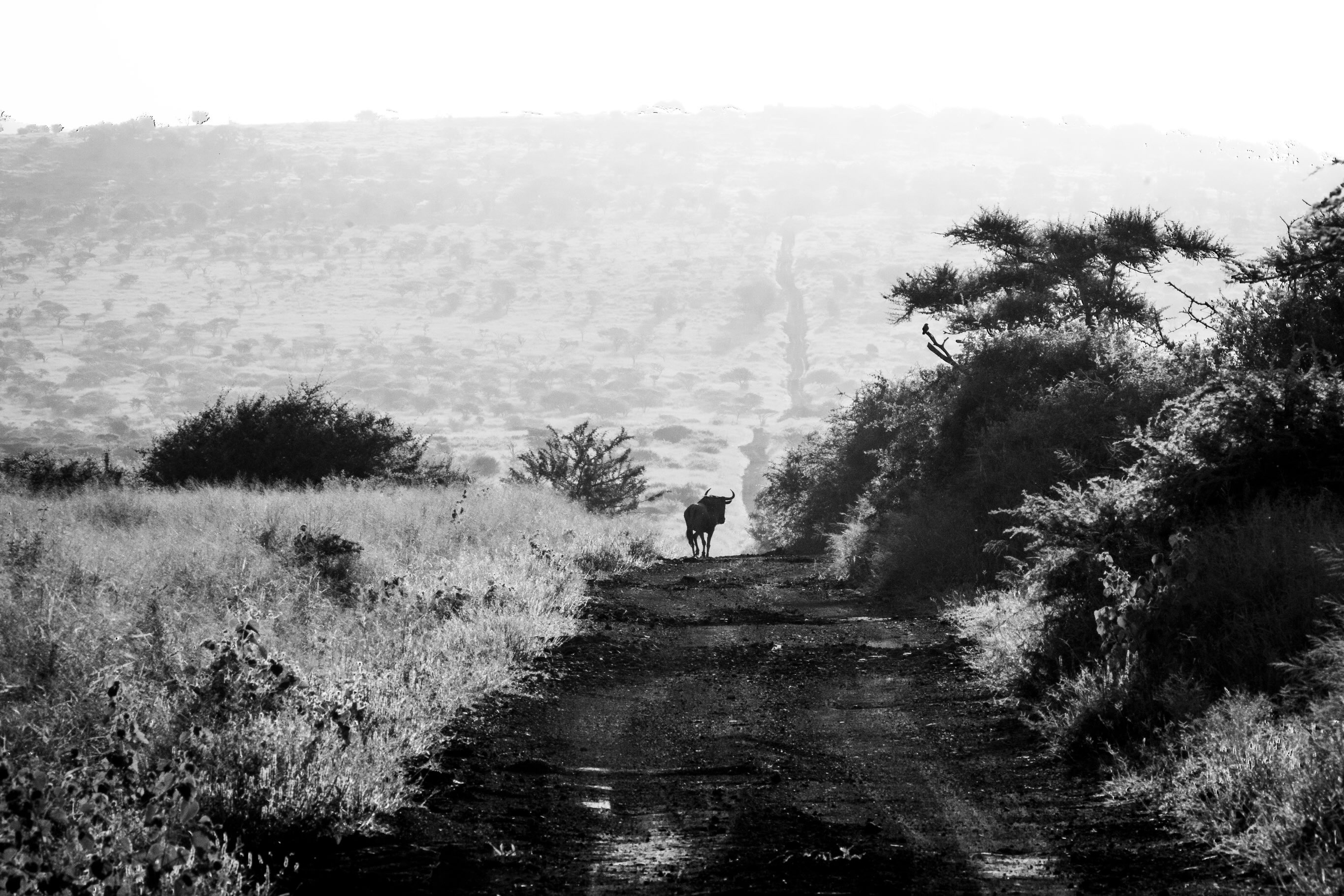 I’m busy setting up my new studio, so sharing some photos from 3 years ago when I was working in South Africa for @invicta_wf ✨
This shot of a lone wildebeest sauntering through the savannah layer formed the reference photo for my art piece “The Lone Ranger” (pic 5)!
Also, Alicia has a regular posting schedule for 3 days?! Who is she?! It’s almost like someone told her to post more of her photos ✨
.
Shot on @lumix S5 with my @sigmauk 600mm
Art piece: biro on @dalerrowney1783 acrylic inks & Graduate acrylics
.
.
.
#wildlife #africa #photography #photographer #art