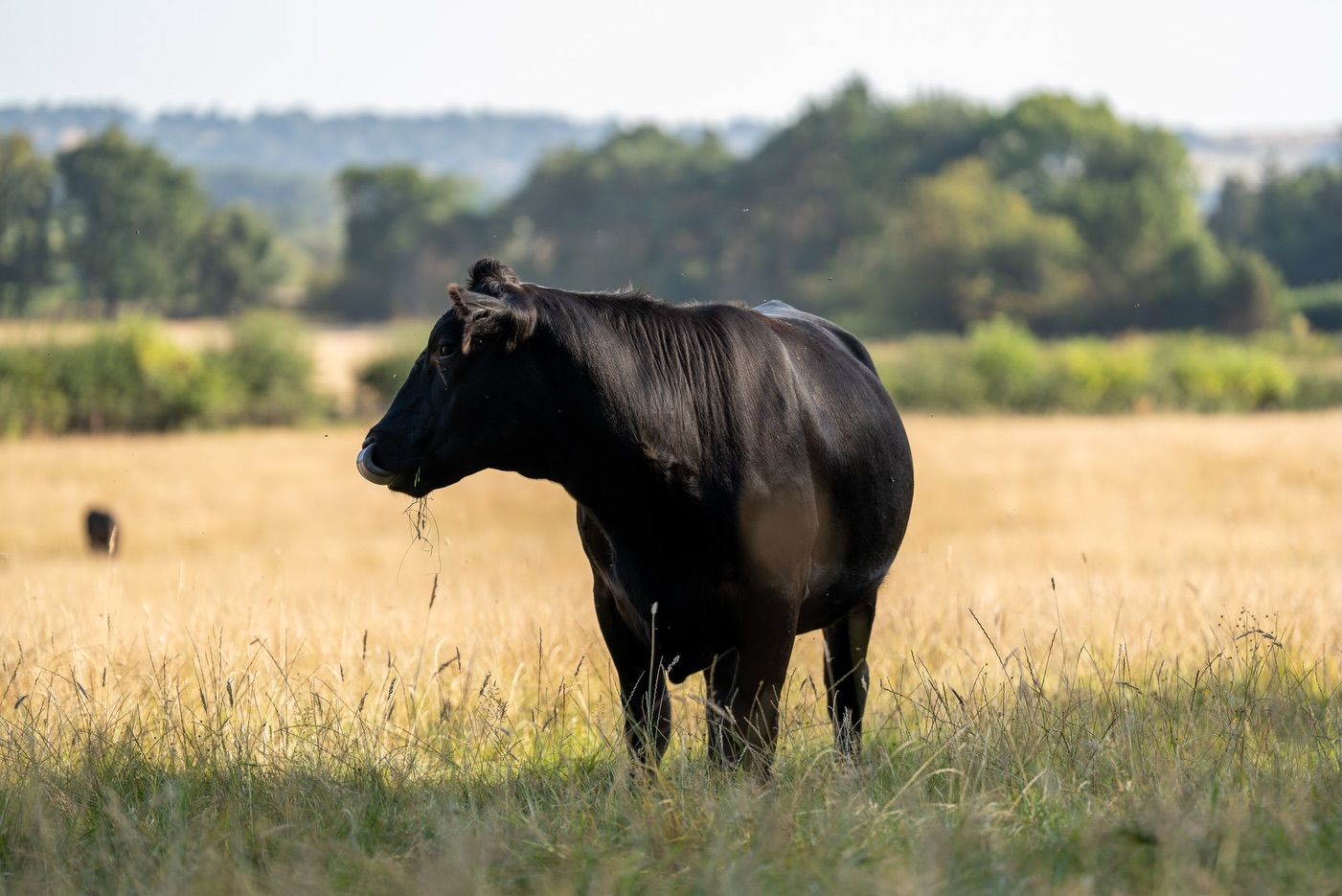 We imagine the estates and farms that resisted the call to rip out their networks of spinneys, copses and shaws, those little pockets of woodland tucked in amongst the fields, are feeling rather grateful this summer of heatwaves.
Shade like this is vital for keeping a herd healthy, as you can see with the wonderful Black Angus @estateharewood. It’s a lovely reminder that small is sometimes best. The focus here is on older, traditional Angus stock, the smaller native breed, managed across tree lined field networks where the grass has been carefully kept long. Those deep root systems are exactly what help it ride out the lack of rain and hold onto some of its nutrients.
This summer, like the last few, will be a big wakeup call for anyone still running the old postwar “bigger is better” playbook, the one that gave us ever larger continental herds and ever larger field systems, with ponds, hedges and snickets torn out to make way. That high input, high output thinking never really went away, but its day is passing. Those who instead took a step back, who slowed down from the same agenda (similar profit in the end) pushed onto so many of our farmers, are the ones who now look genuinely modern.