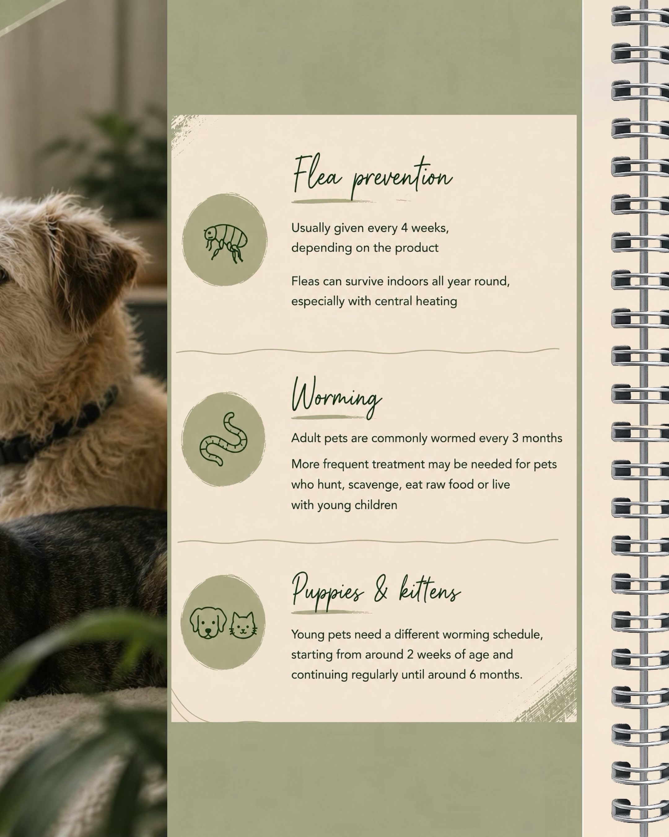 Parasite prevention is an important part of keeping your pet healthy all year round. 🐾💚
Fleas can survive indoors, while worms can affect pets depending on their lifestyle and risk factors. The right prevention plan can vary depending on your pet’s age, species, weight and lifestyle.
Not sure what your pet needs? Speak to our veterinary team — we’re happy to help you choose a suitable prevention plan.
#PetHealth #ParasitePrevention #FleaPrevention #Worming #veterinarycare
