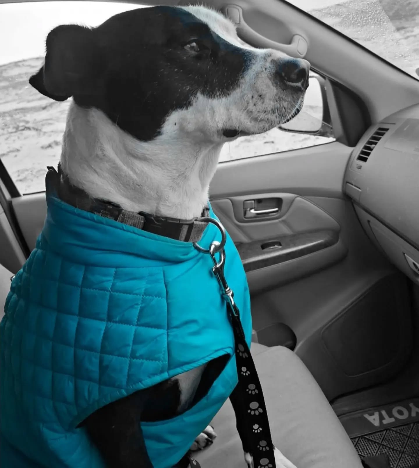 Posting on behalf of a friend. Please see details at the bottom.
Please help Max find a safe, loving home. ❤️
This beautiful senior boy is Max, a Staffie mix, approximately 8 years old and weighing 25.5 kg. He desperately needs a foster home.
Max grew up with a homeless man who loved him dearly. They were best friends and companions. Sadly, his owner became very ill last year and was in and out of hospital before passing away in May.
I have known Max since he was a young dog and have always helped care for him — making sure he had food, was sterilised and vaccinated, and helping whenever his owner was in hospital.
Whenever his owner went into hospital, I would arrange for Max to stay safely in kennels until he was well enough to come home. Sadly, after his final hospital admission, his owner never came home.
I placed Max in kennels again because I have three cats and four dogs, and Max is not used to living with cats.
After everything he has been through, Max is now suffering from depression and kennel stress. He desperately needs the security, love and comfort of a home.
I do not want him to spend any more time in kennels. He deserves a second chance.
Max is not aggressive. He walks beautifully on a lead, travels well in a car and would ideally be the only dog in the home.
I will provide his food, blankets and everything he needs. I just need someone who can give him a safe place to stay, patience and some love.
Please, if you can foster Max — or know someone who may be able to help — please contact me.
I will not simply hand him over to anyone. Marilyn Hoole knows his story well, and together we will make sure Max goes to a safe and loving environment.
Please help me give this beautiful boy the second chance he deserves. ❤️
Contact Louise: 072 574 6682
Liezl: 082 088 0408