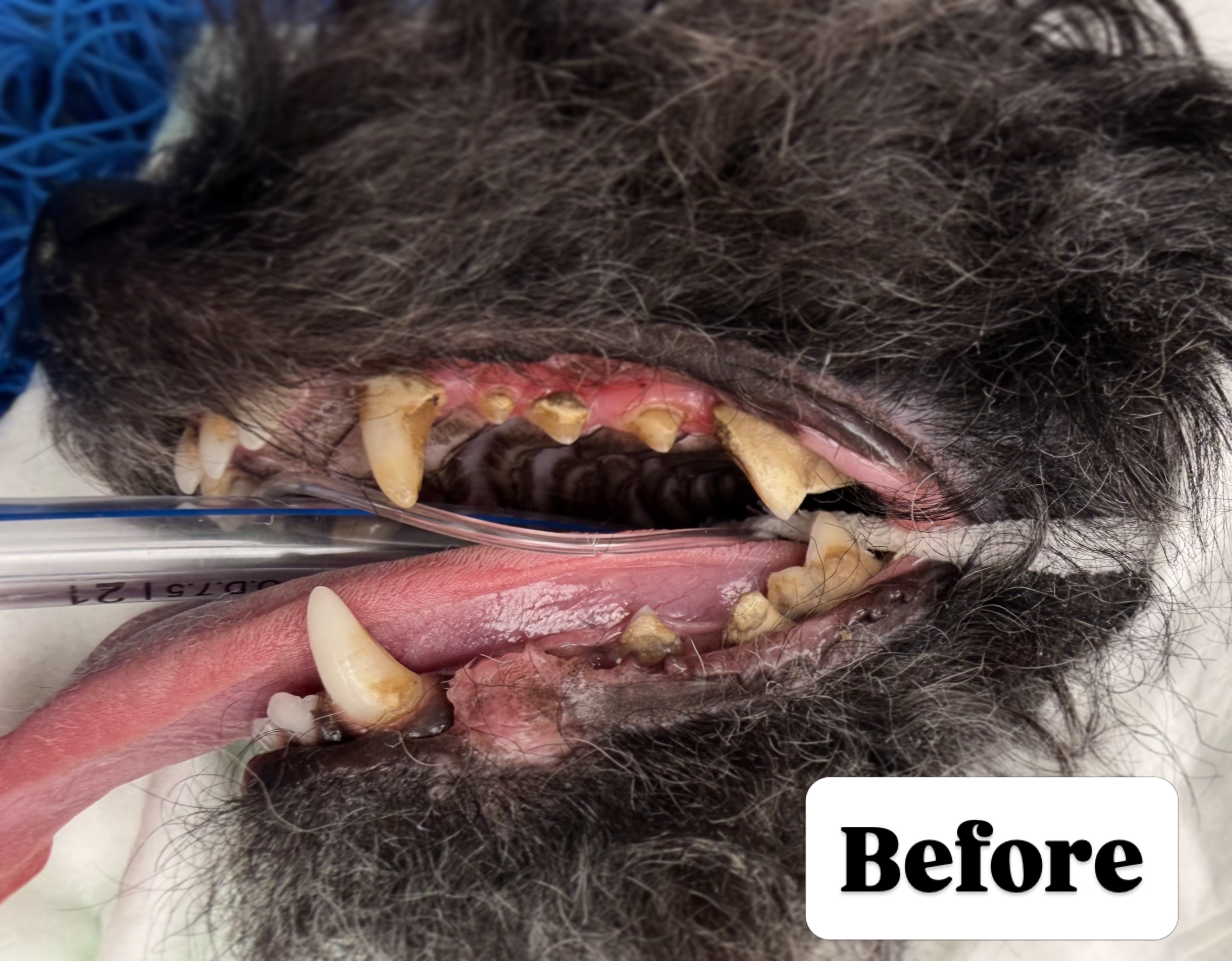 🦷 Cocoa’s dental day! 🐾
Cocoa came in for a dental procedure, where she had a thorough scale and polish, and unfortunately, a few teeth needed to be removed.
Regular dental checks are an important part of keeping your pet healthy. Dental disease can progress quietly, even when there are no obvious signs at home.
🪥 Regular tooth brushing
🦷 Routine dental checks
👩⚕️ Professional cleaning when needed
can all help keep your pet’s mouth healthy and comfortable.
Swipe to see Cocoa’s before & after! ✨
#veterinarycare #dentalprocedure #petlovers #dogoftheday #veterinsrymedicine