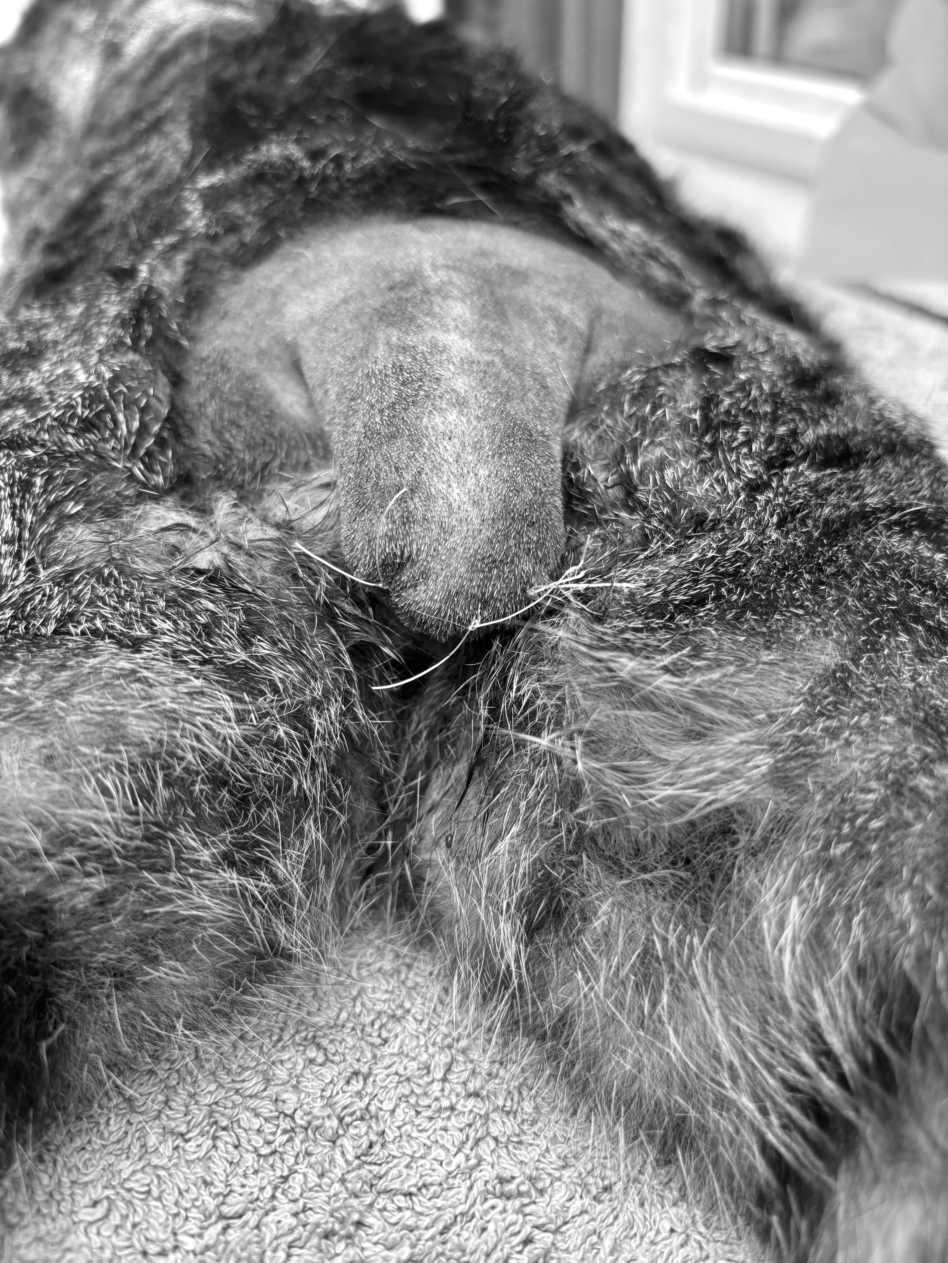 When accidents happen in seconds…💛
This little patient came to us after getting caught by a door, resulting in a severe degloving injury to the end of the tail. Due to the extent of the injury and pain, the best course of action was to amputate the damaged part of the tail under general anaesthesia.
❗️A little reminder for pet owners: accidents like this can happen very quickly. Be especially careful with doors and windows left open for ventilation. A sudden draught can cause a door or window to slam shut, potentially trapping a pet that is lying nearby or in the doorway.
Taking a moment to check where your pet is before leaving doors or windows open can help prevent serious injuries.💛🐾
#veterinary #tailamputation #catcare #petlovers #vetlife