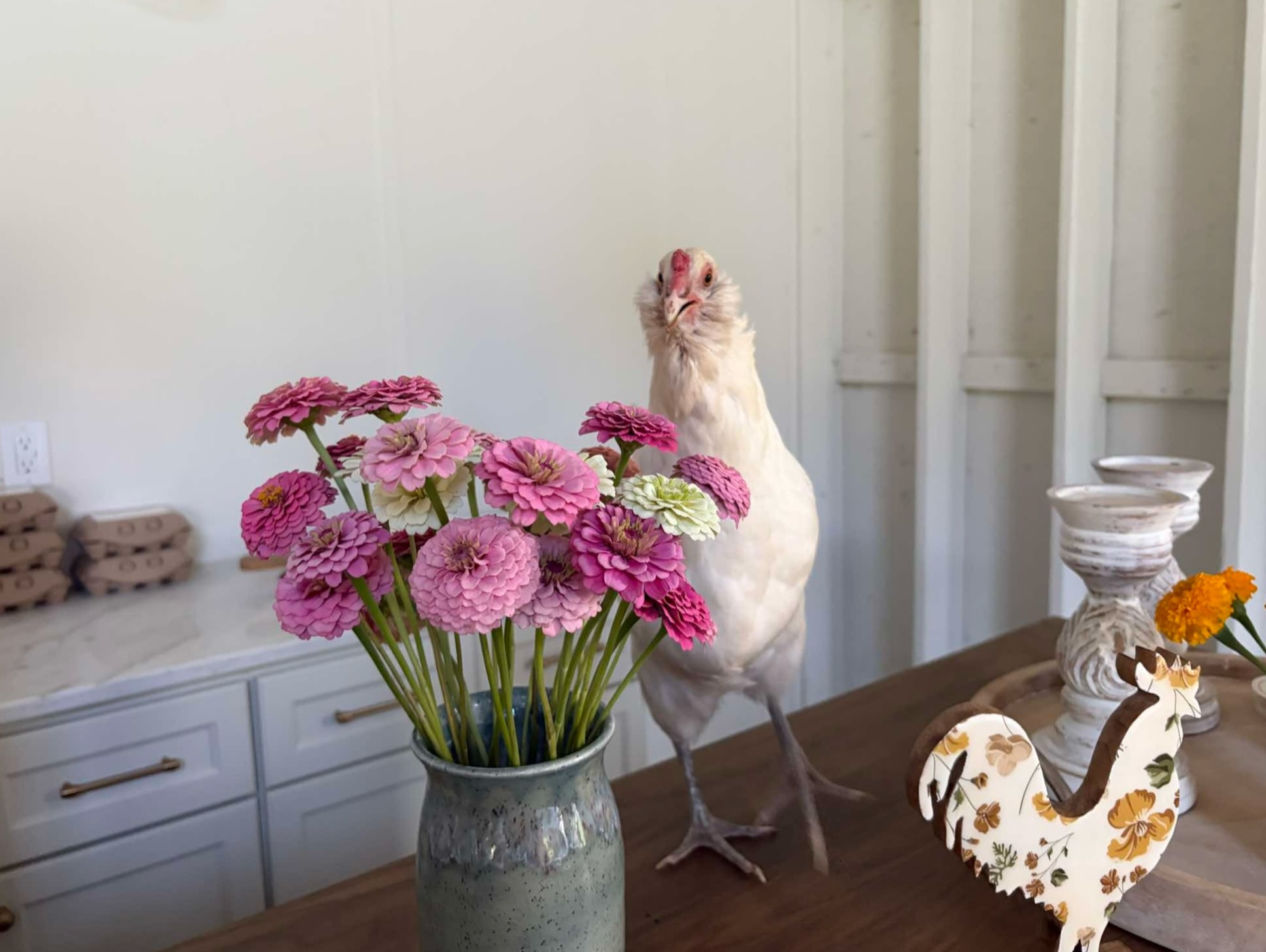 Meet Minnie! The first of 16 lovely ladies to be introduced to you all 🐓💗
Minnie is a kooky 2-year old hen who is the life of every party (or workshop)! She is a Bountiful Blue Easter Egger, and she lays beautiful light blue eggs 🪺
Whether we are working in the workshop with the doors open or hosting a class in the barn, it’s not long before Minnie comes running! All this little lady wants to do is be by her people 🥹
Here she is manning the counter & greeting customers! More chicken content incoming 🚜🫶🏻
#wilmingtonnc #upickflowerfarm #chickensofig #shoplocalwilmington #ncagritourism