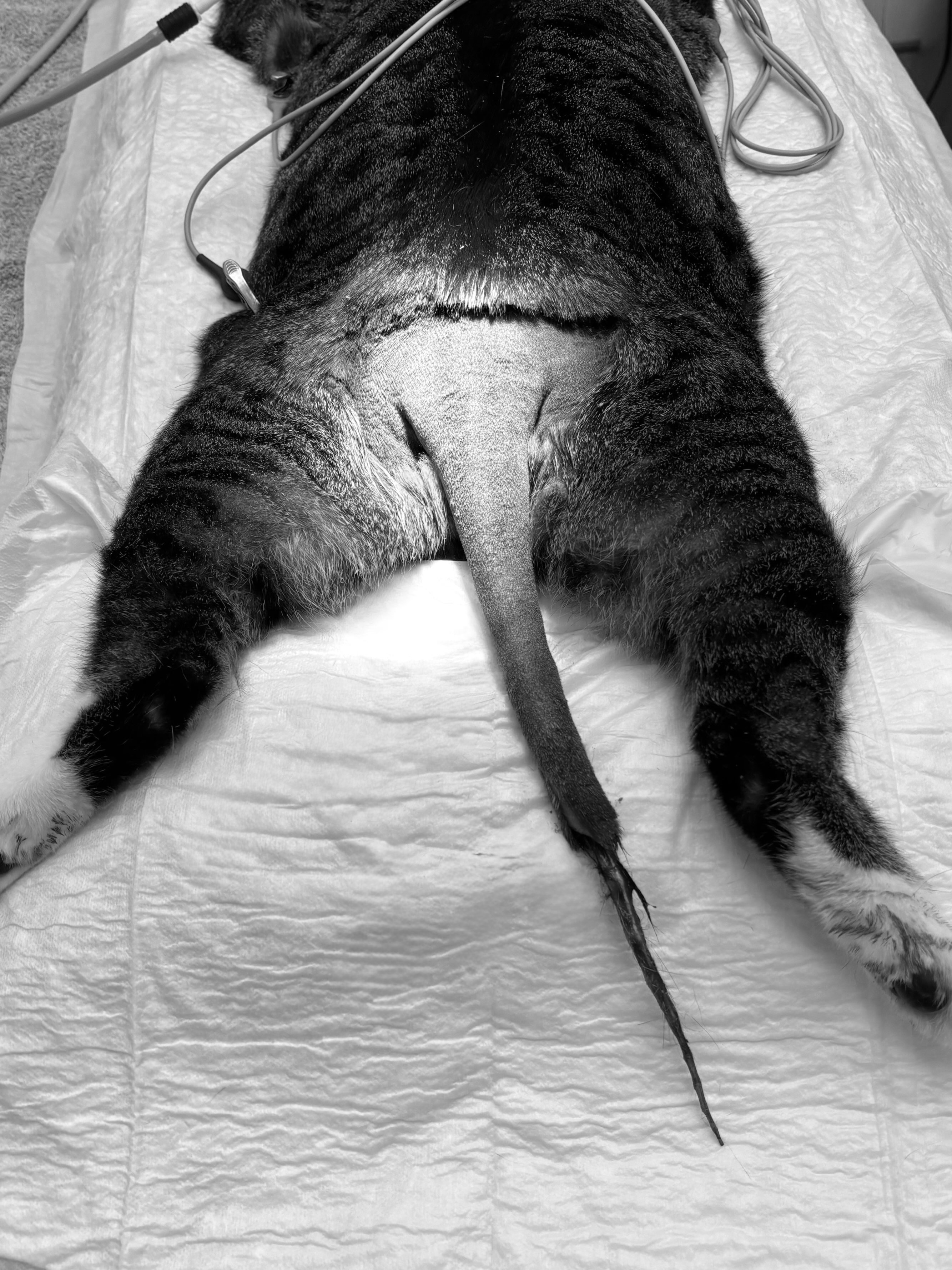 When accidents happen in seconds…💛
This little patient came to us after getting caught by a door, resulting in a severe degloving injury to the end of the tail. Due to the extent of the injury and pain, the best course of action was to amputate the damaged part of the tail under general anaesthesia.
❗️A little reminder for pet owners: accidents like this can happen very quickly. Be especially careful with doors and windows left open for ventilation. A sudden draught can cause a door or window to slam shut, potentially trapping a pet that is lying nearby or in the doorway.
Taking a moment to check where your pet is before leaving doors or windows open can help prevent serious injuries.💛🐾
#veterinary #tailamputation #catcare #petlovers #vetlife