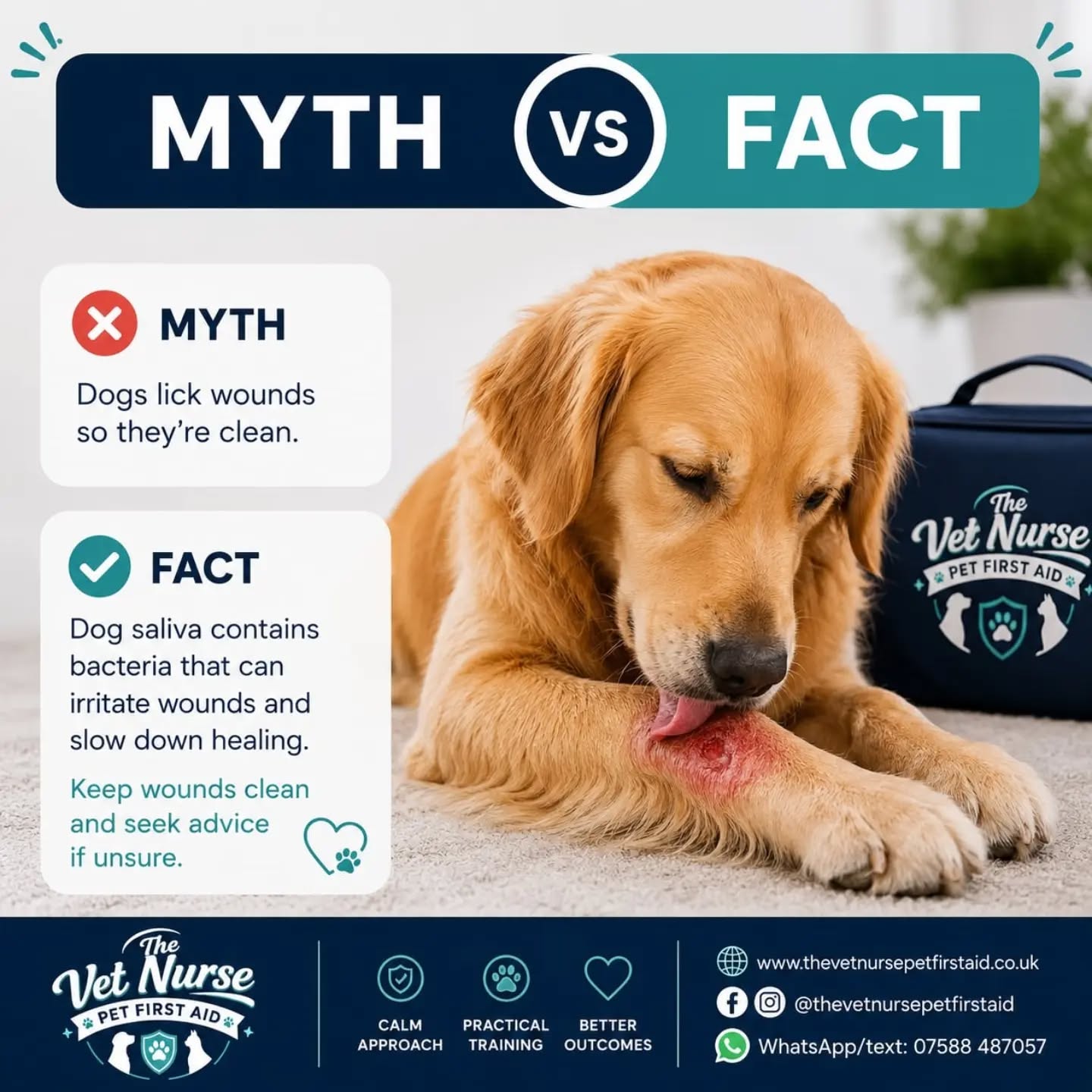 🐾 MYTH vs FACT: "Dogs lick wounds so they're clean." 🩹
❌ MYTH
Many people believe a dog's saliva helps wounds heal.
✅ FACT
While dogs naturally want to lick sore areas, their saliva contains bacteria that can introduce infection, delay healing, and cause further irritation. Excessive licking can also reopen wounds and make them much worse.
If your pet has a wound:
✔️ Keep the area as clean as possible.
✔️ Prevent licking with an appropriate protective collar or cover if advised.
✔️ Contact your vet if the wound is deep, bleeding, swollen, or shows signs of infection.
Knowing what to do in an emergency can make all the difference. 💙
Want to learn practical pet first aid skills with a Registered Veterinary Nurse?
📱 WhatsApp/Text: 07588 487057
🌐 www.thevetnursepetfirstaid.co.uk
Have you ever caught your dog constantly licking a wound? Let me know in the comments! 👇
#petfirstaid #doghealth #PetSafety #vetnurses #DogOwnersUK