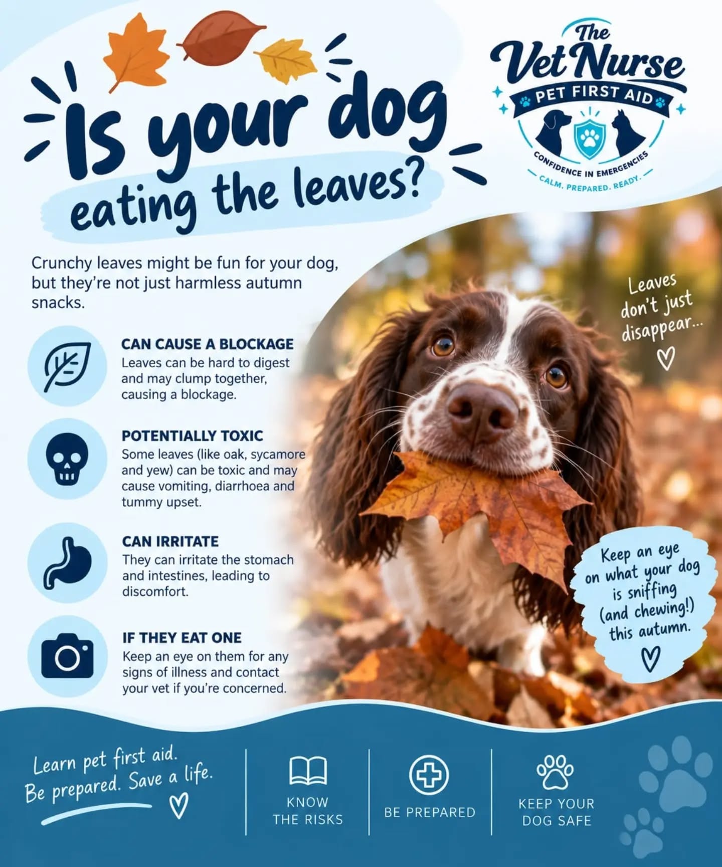 🍂🐾 AUTUMN FIRST AID SERIES | IS YOUR DOG EATING THE LEAVES? 🐾🍂
Autumn walks are full of exciting smells, crunchy leaves and things to sniff… but what happens when your dog decides the leaves are a snack? 🍁👀
While eating the odd leaf may not cause a problem, large amounts can potentially cause tummy upset or even a blockage. Some tree leaves can also be toxic to dogs.
⚠️ Why should you be cautious?
🍂 Leaves can be difficult to digest and may clump together, potentially causing a blockage.
☠️ Some leaves, including oak, sycamore and yew, can be toxic and may cause vomiting, diarrhoea and other signs of illness.
🐾 Leaves can also irritate the stomach and intestines.
👀 If your dog has eaten a large amount or develops symptoms, contact your vet for advice.
Autumn walks are all about exploring — just keep an eye on what your dog is sniffing, chewing and eating! 🍂🐶
This is Part of our Autumn First Aid Series, helping pet owners recognise seasonal risks and feel more confident when emergencies happen. 🩺🐾
📚 Learn pet first aid. Be prepared. Save a life.
#AutumnFirstAid #PetFirstAid #DogFirstAid #DogSafety #AutumnWithDogs
