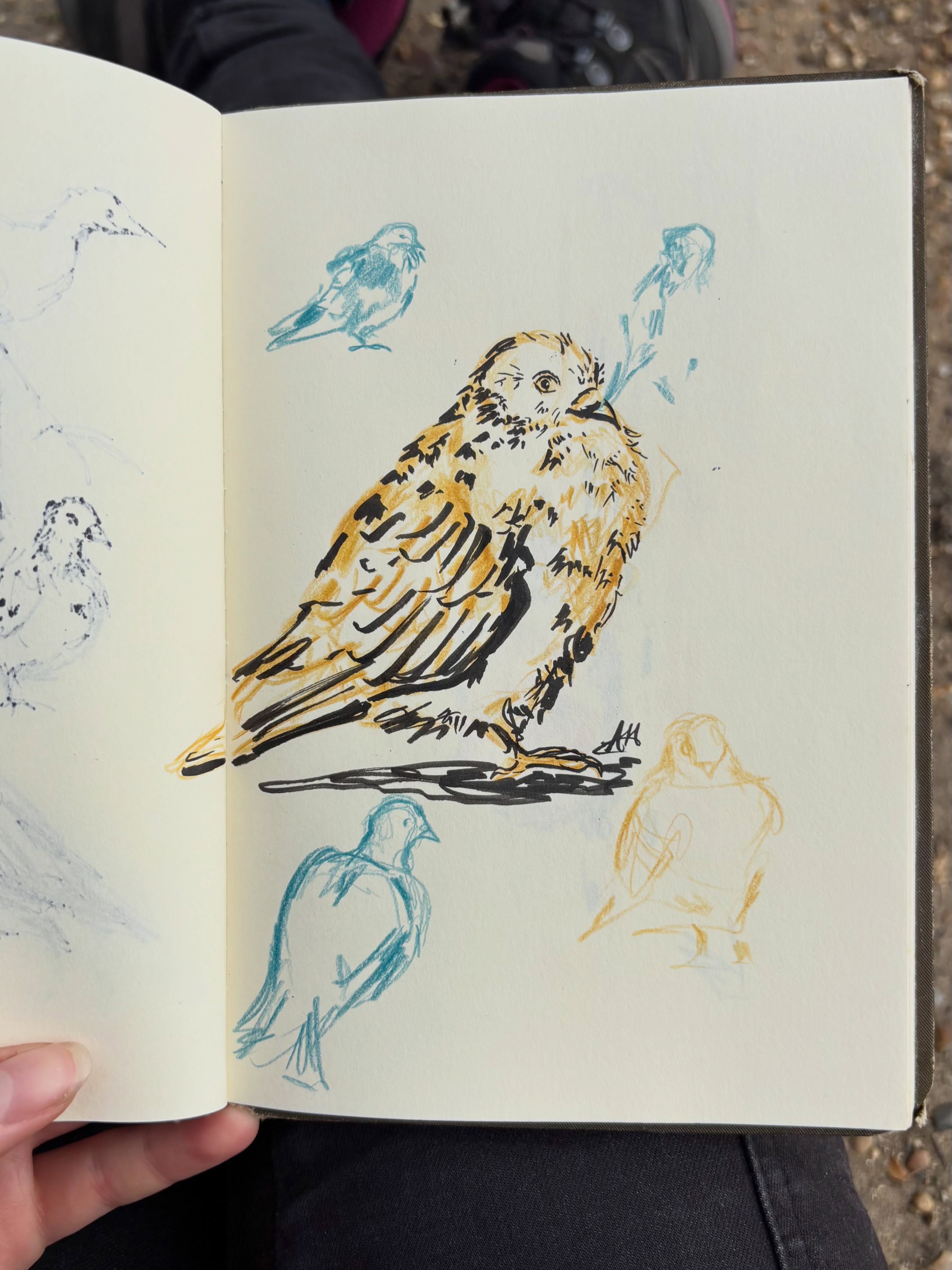 ꜱᴋᴇᴛᴄʜʙᴏᴏᴋɪɴɢ
Once in a blue moon, I share my sketchbook on here.
It’s not something I normally do, because sketchbooking is one of the few ways in which I create art that I *cannot* sell. It’s a way of keeping a bit of my artistic process just for me - allowing me to experiment and make mistakes and leave things unfinished, in a way that working as an artist, you normally cannot.
I’ve been moving around *a lot* this summer (and autumn!) with work - but my sketchbook is always with me, and allows me to practise my craft, even if I’m away from my studio.
So here are some of my favourite doodles I’ve created whilst in different locations for work! From London pigeons, to old oaks at Knepp, to taxidermy specimens in Scotland, and many - many - moths in the New Forest.
Doodles are all created using a mix of pens & pencils, mostly @dalerrowney1783 & @lyra_feelcreative 🫶🏻
.
.
.
#art #sketchbook #sketchbooking #sketch #pigeon
